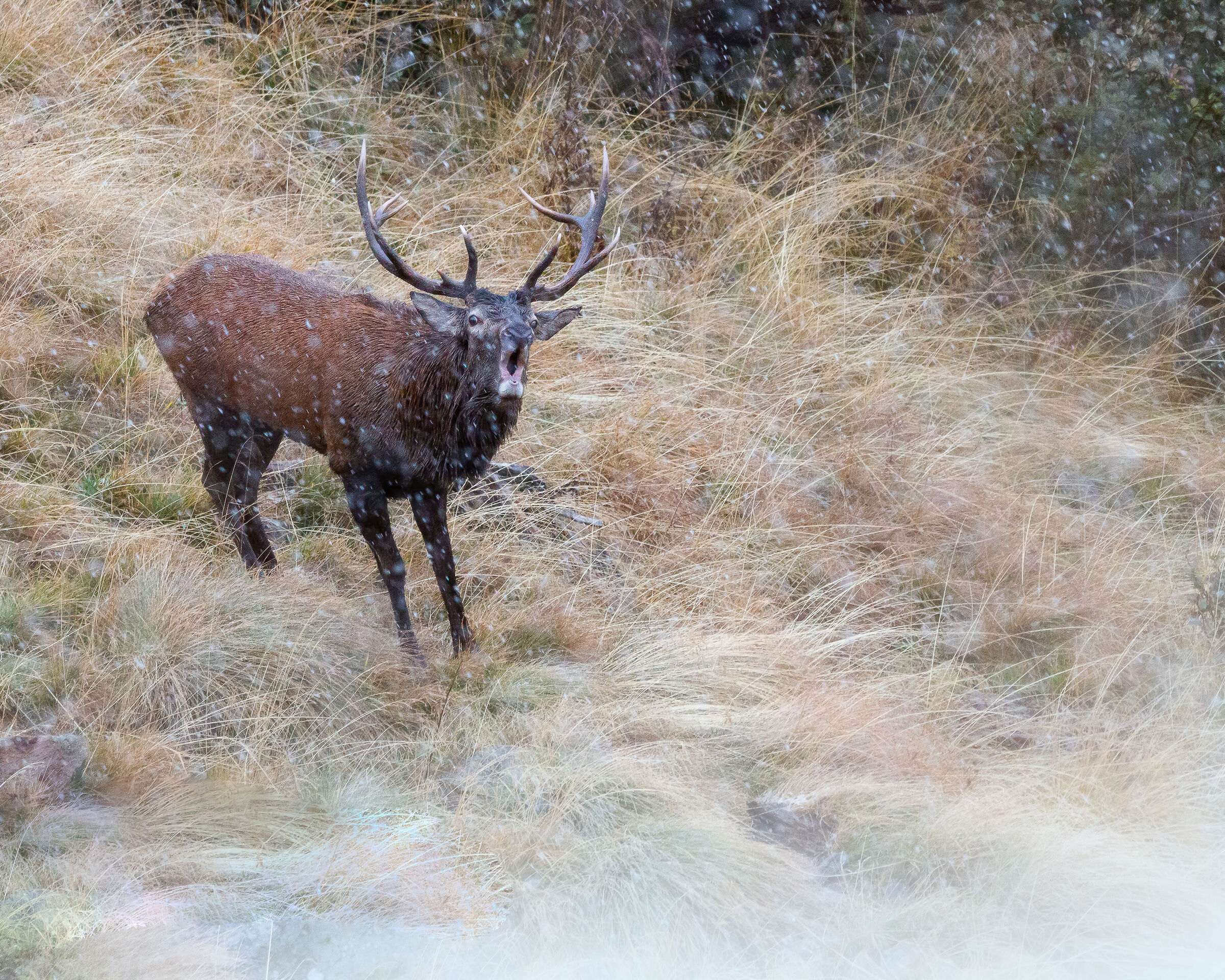 Bramito sotto la neve