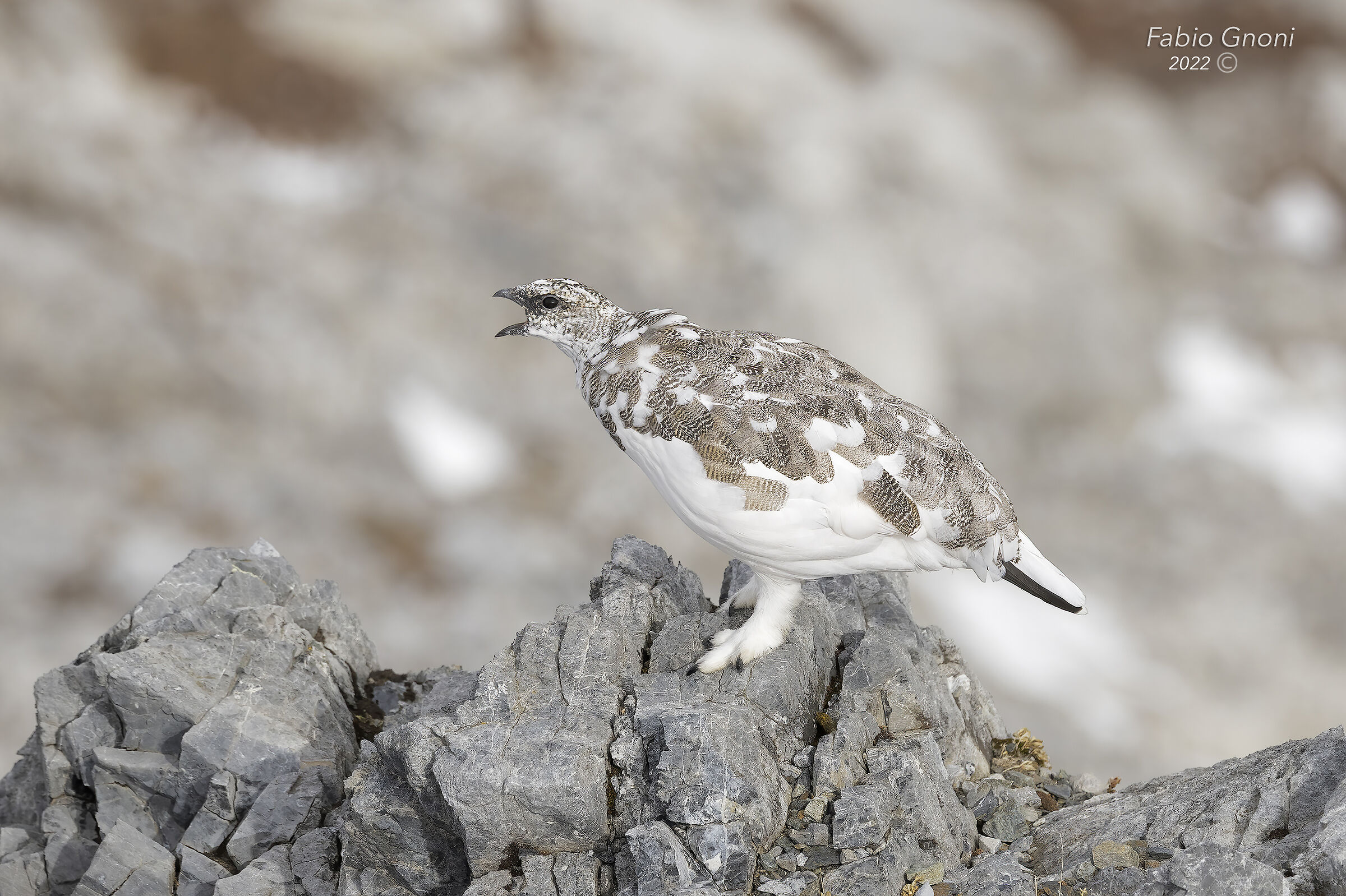 Pernice bianca: il richiamo