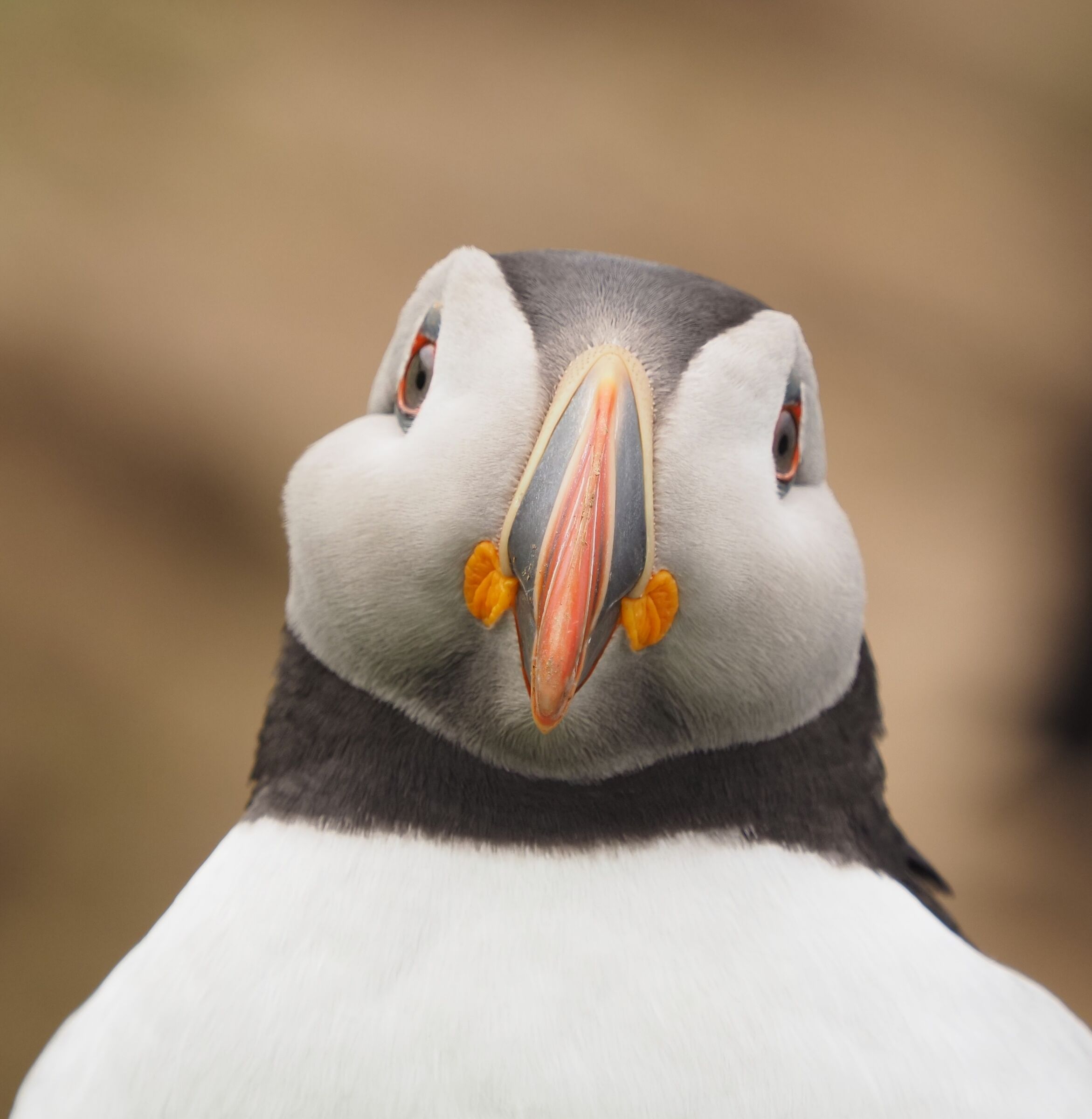 Atlantic Puffin (pulcinella di mare)