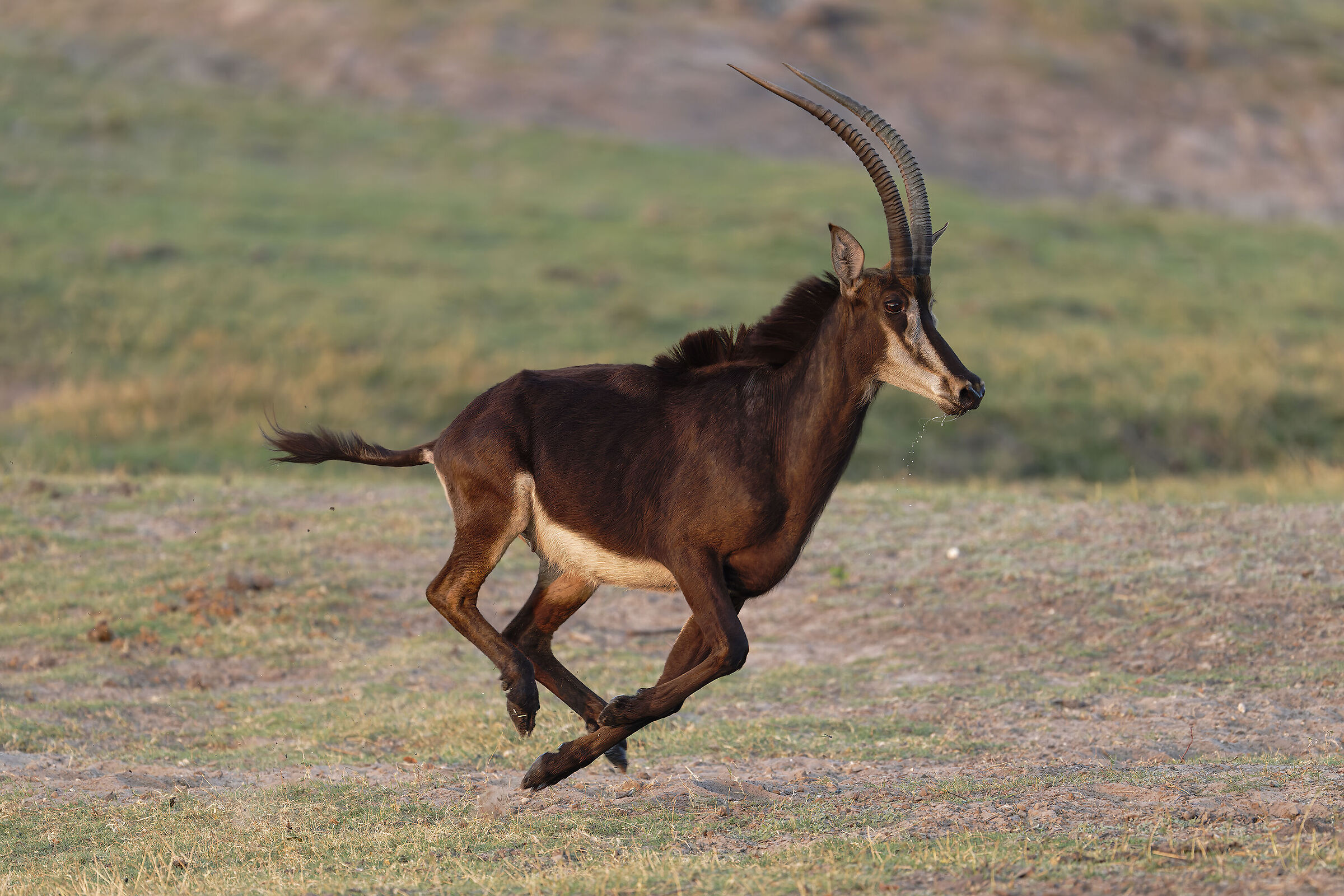 il volo della sable(hippotragus niger)