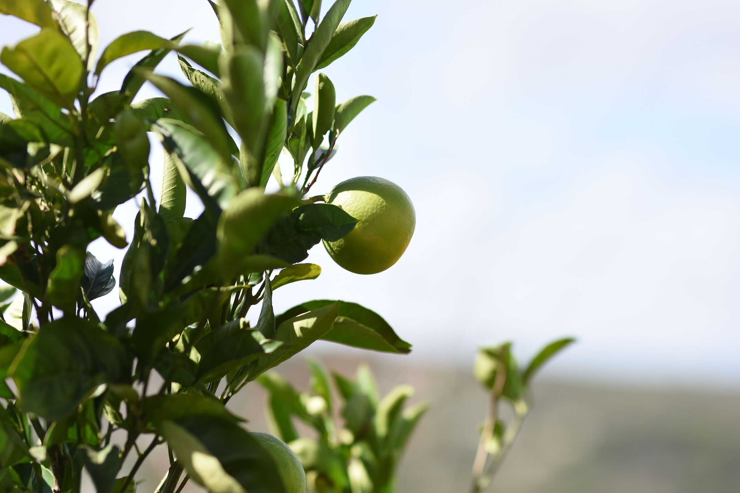 " F. 1.7 " , 1/ 8.0 0 0, ISO 250- Sigma 85, 1.4 Ar...