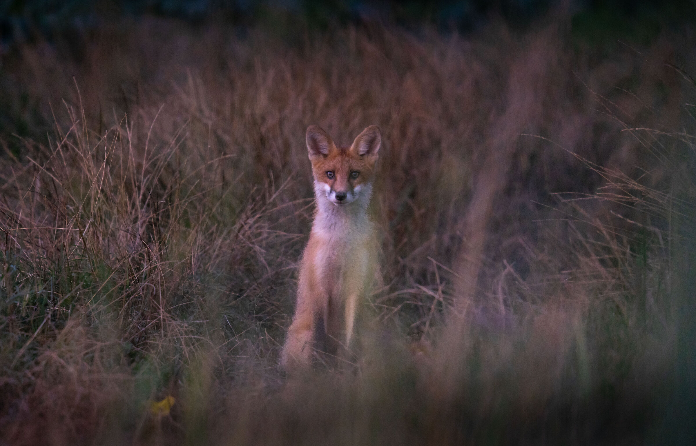 dientro l'angolo me la trovo davanti