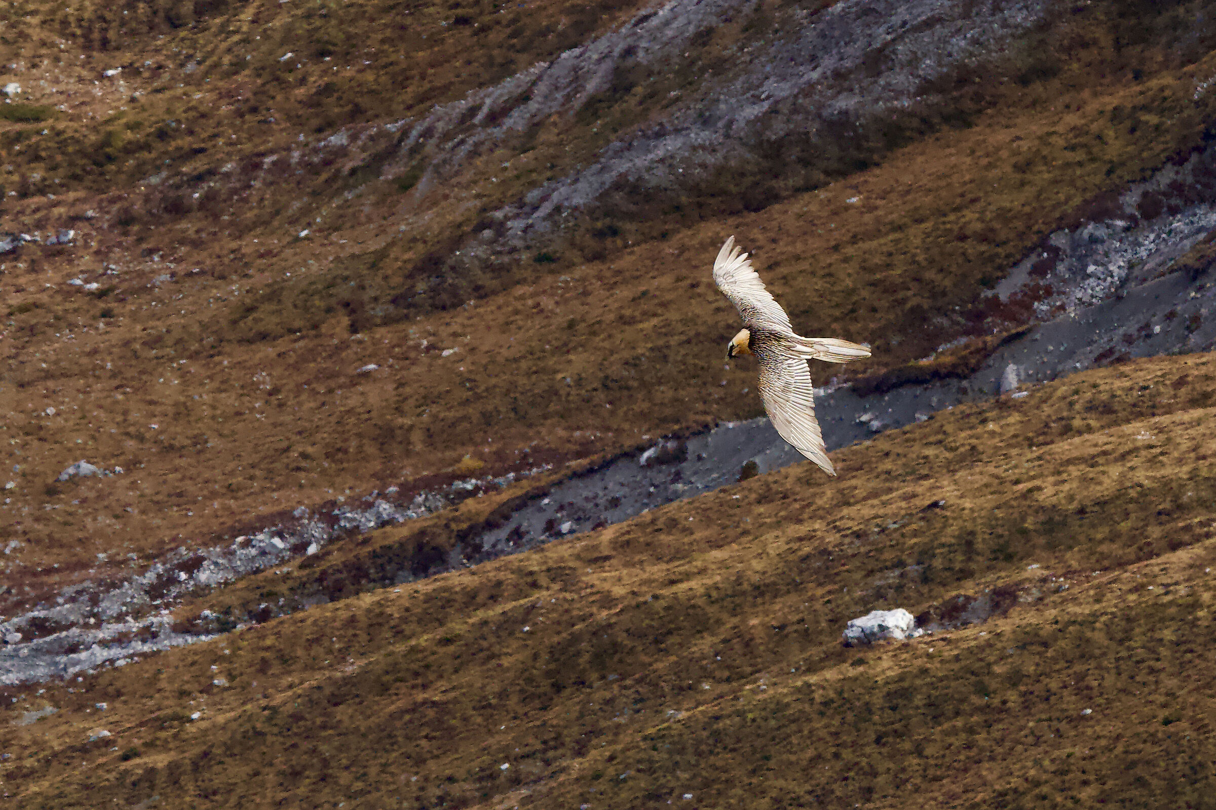 Bearded vulture