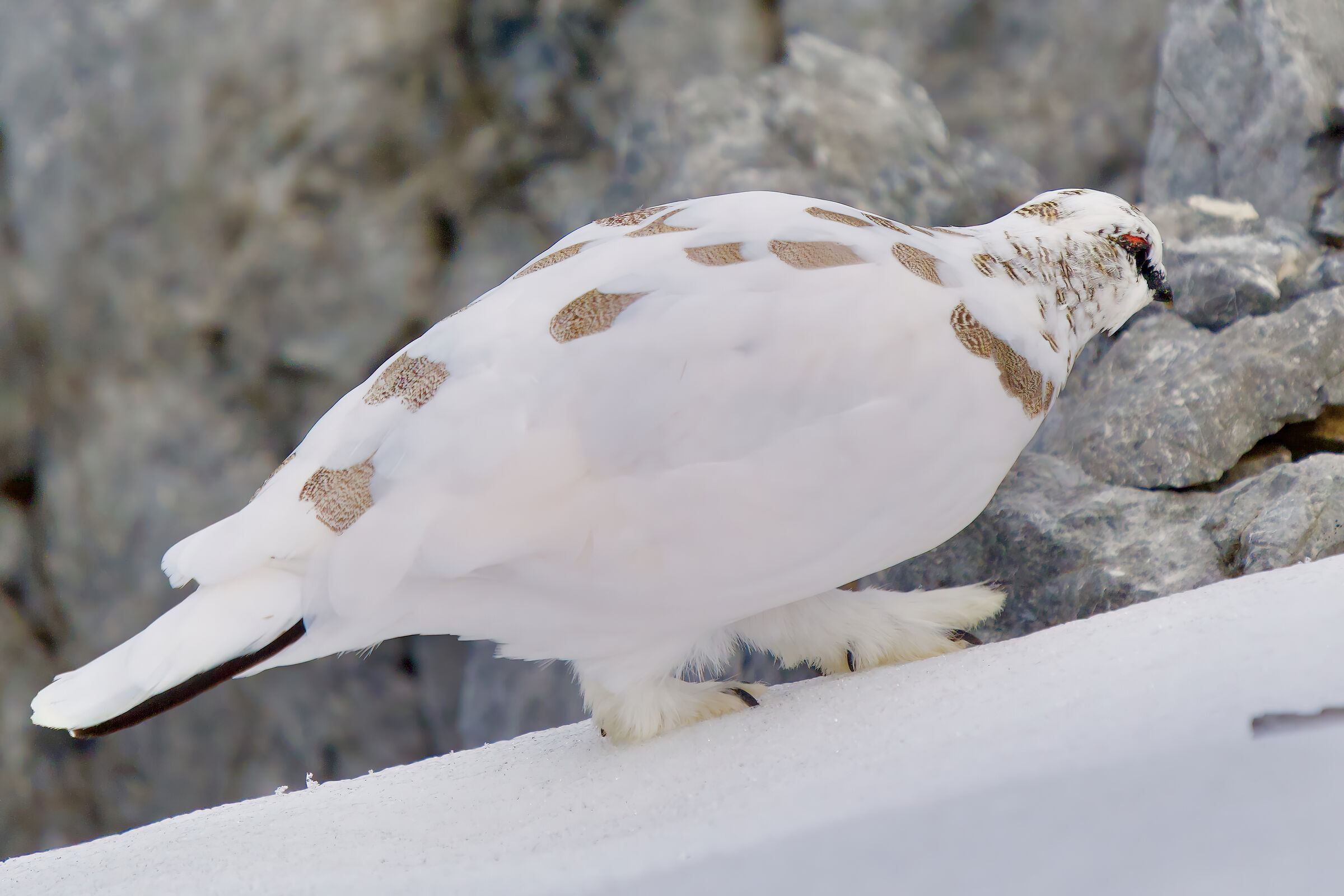 Ptarmigan