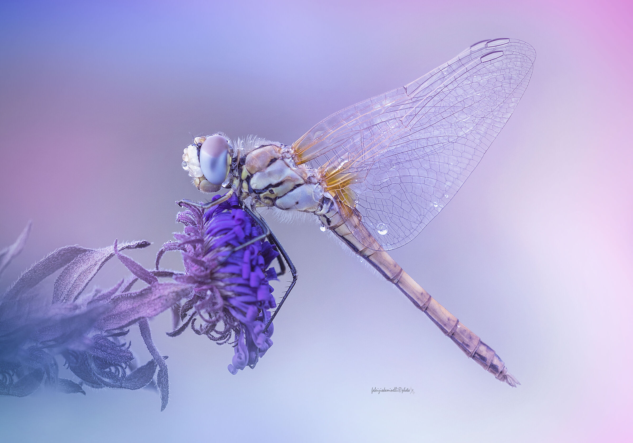 Sympetrum fonscolombii