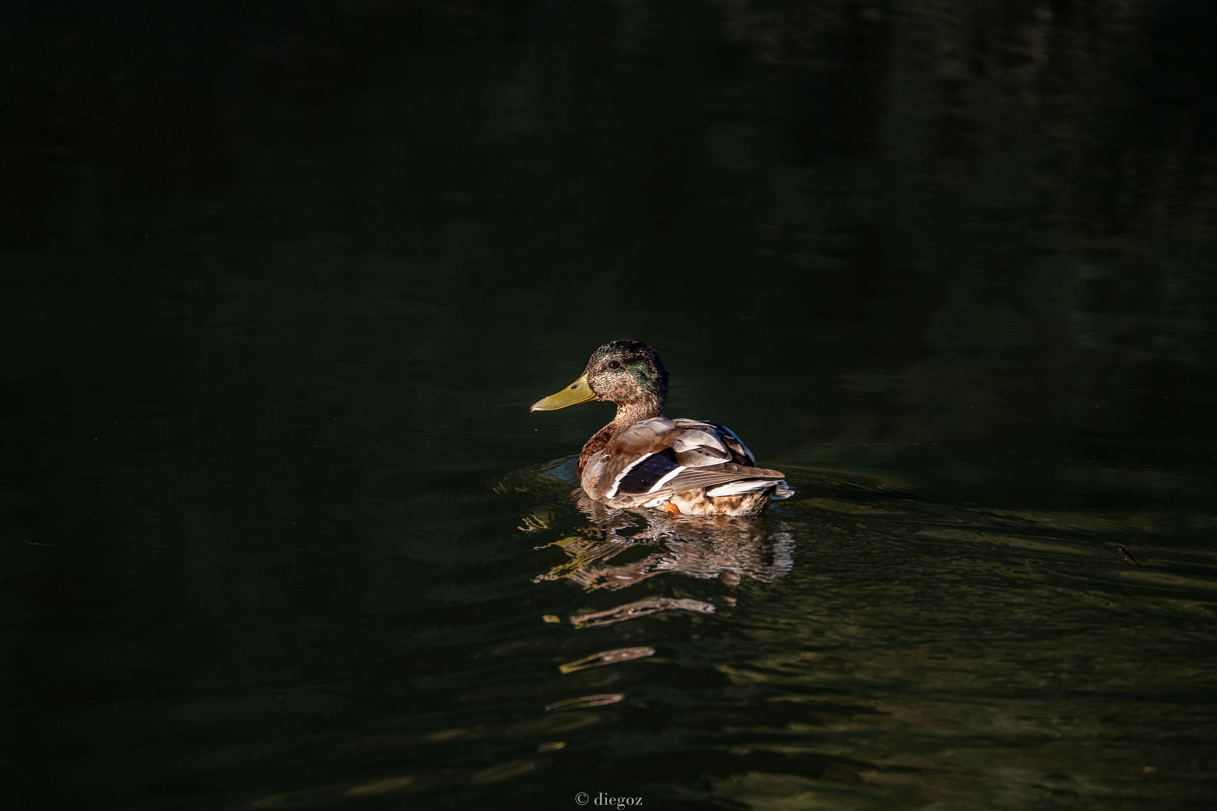 unreal mallard