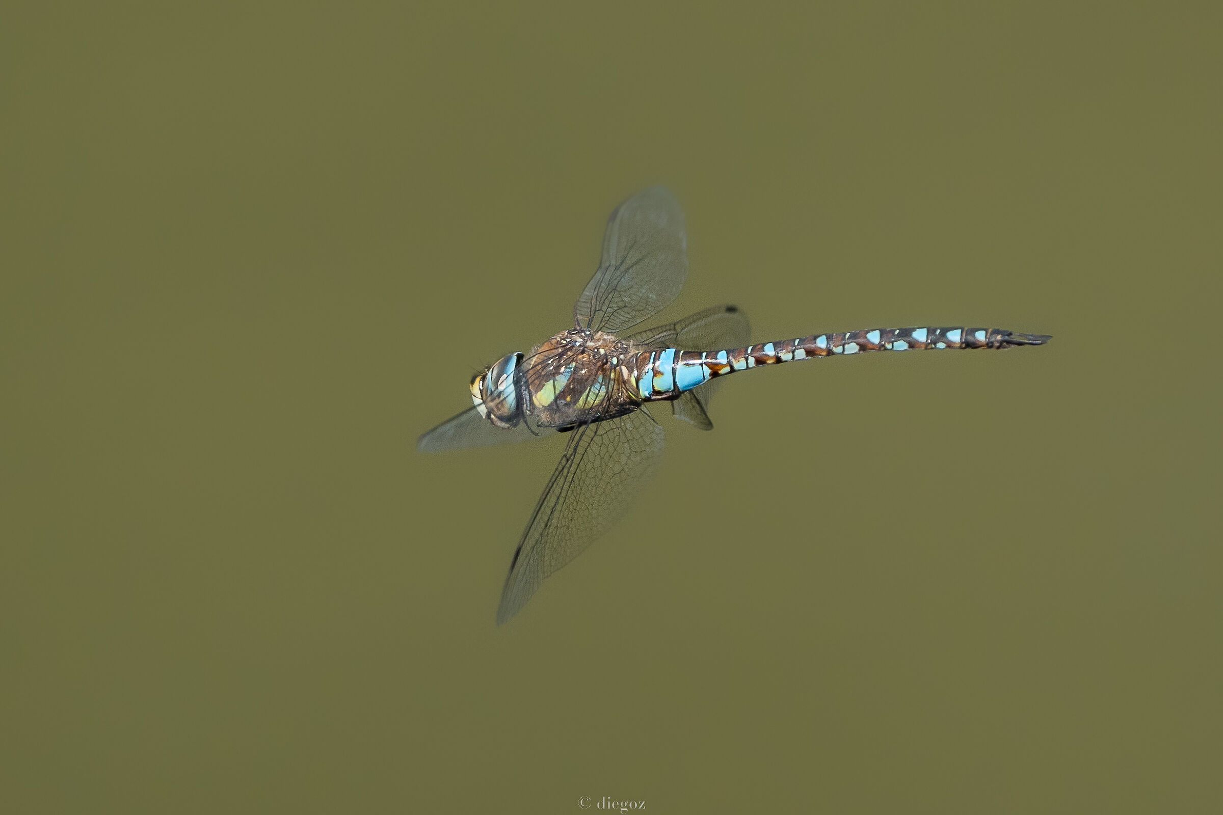 Latest dragonflies