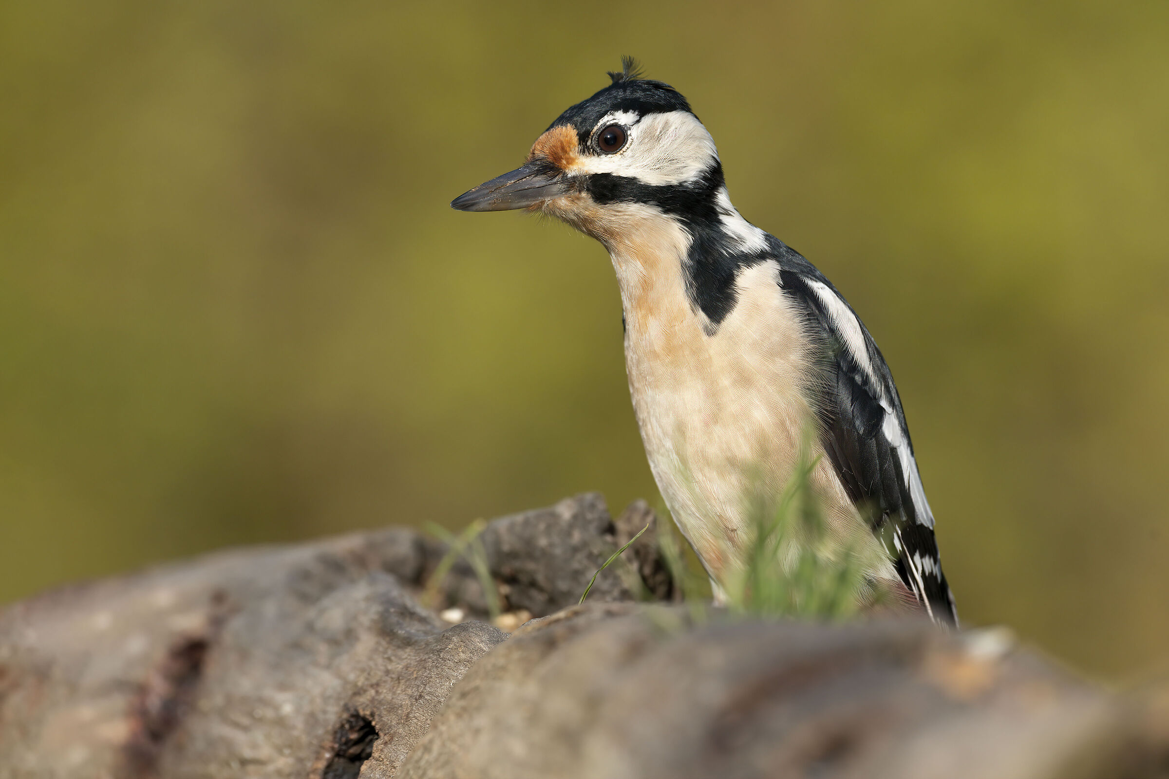 Picchio rosso maggiore dal Ciuffo (f)