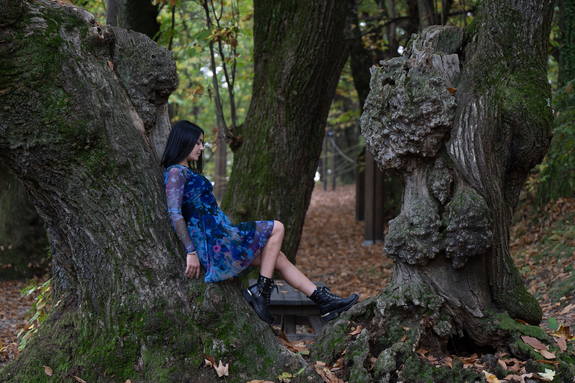 Ancient Chestnut trees