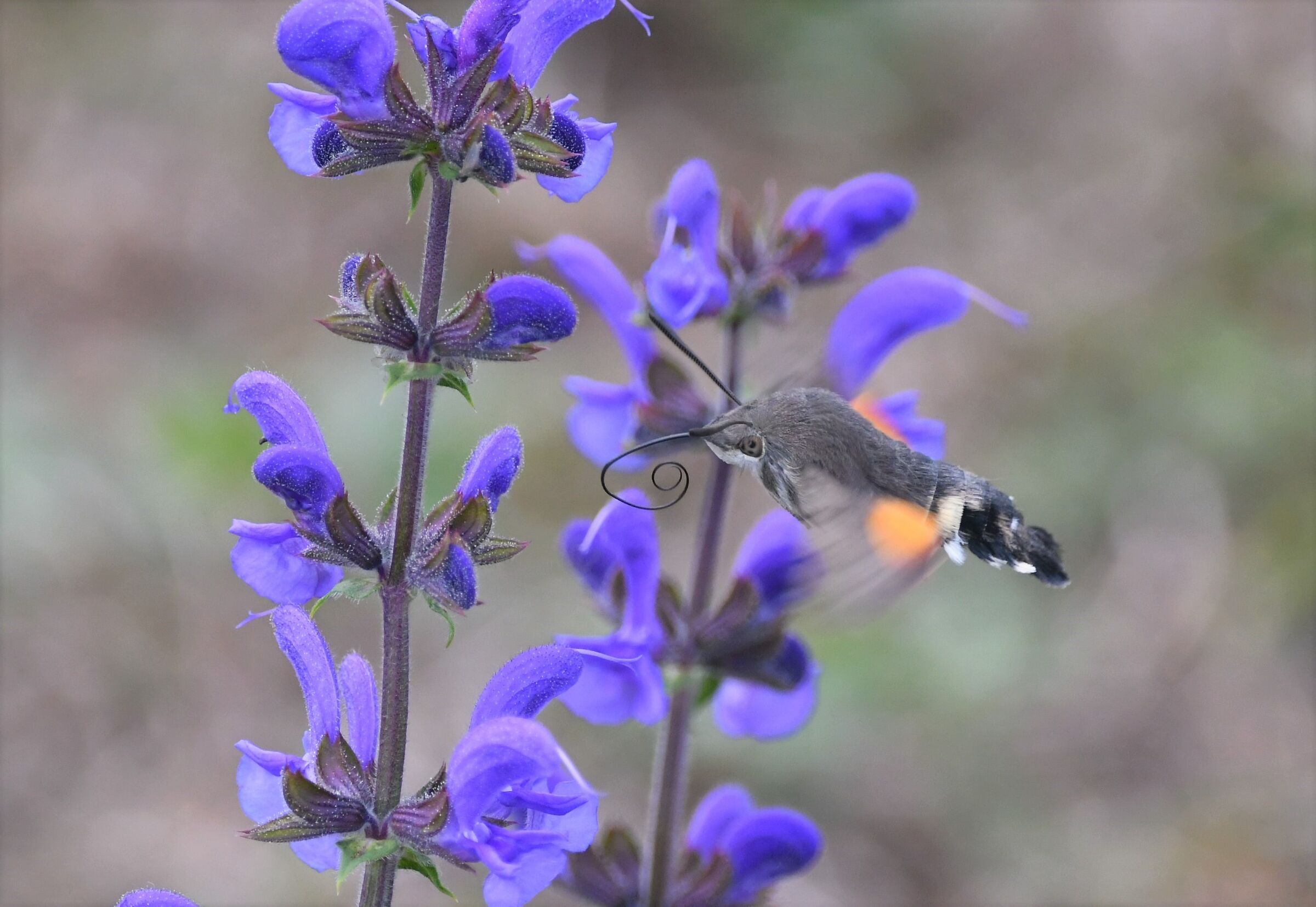 Macroglossum