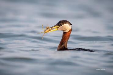 Podiceps grisegena