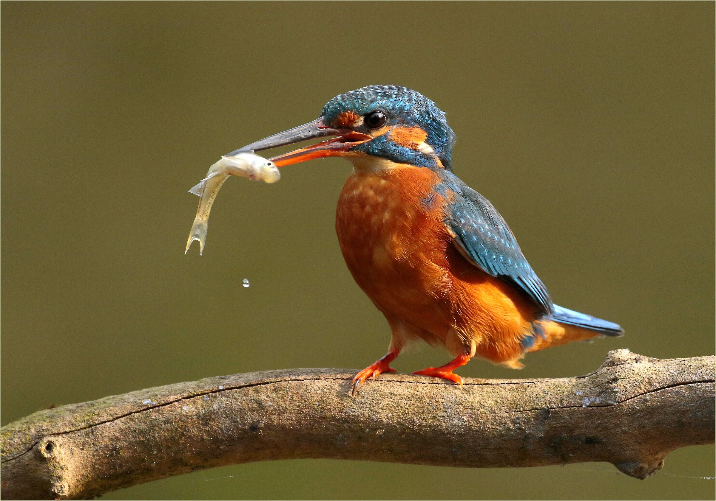 ,, suschi con drop,,