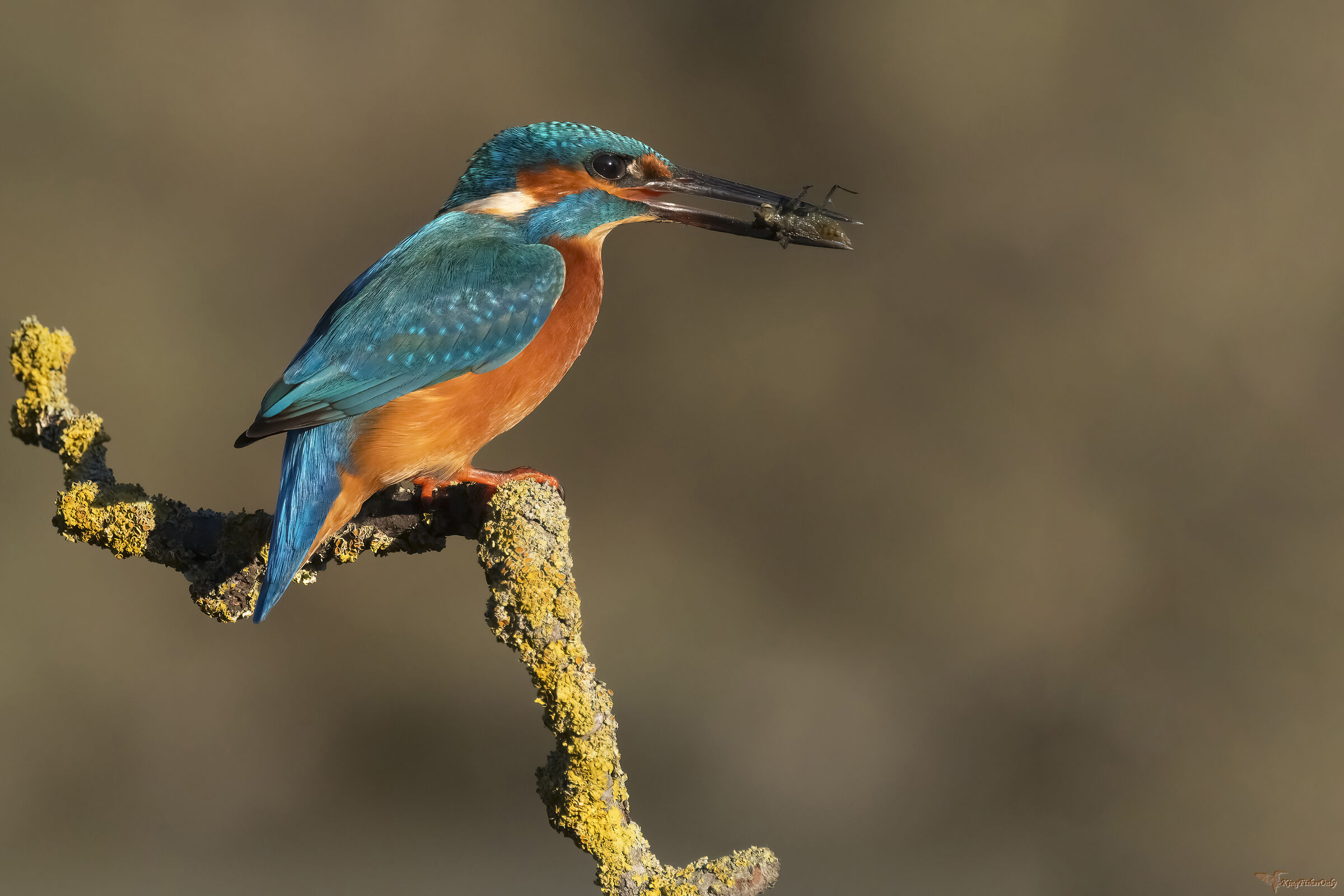 Kingfisher