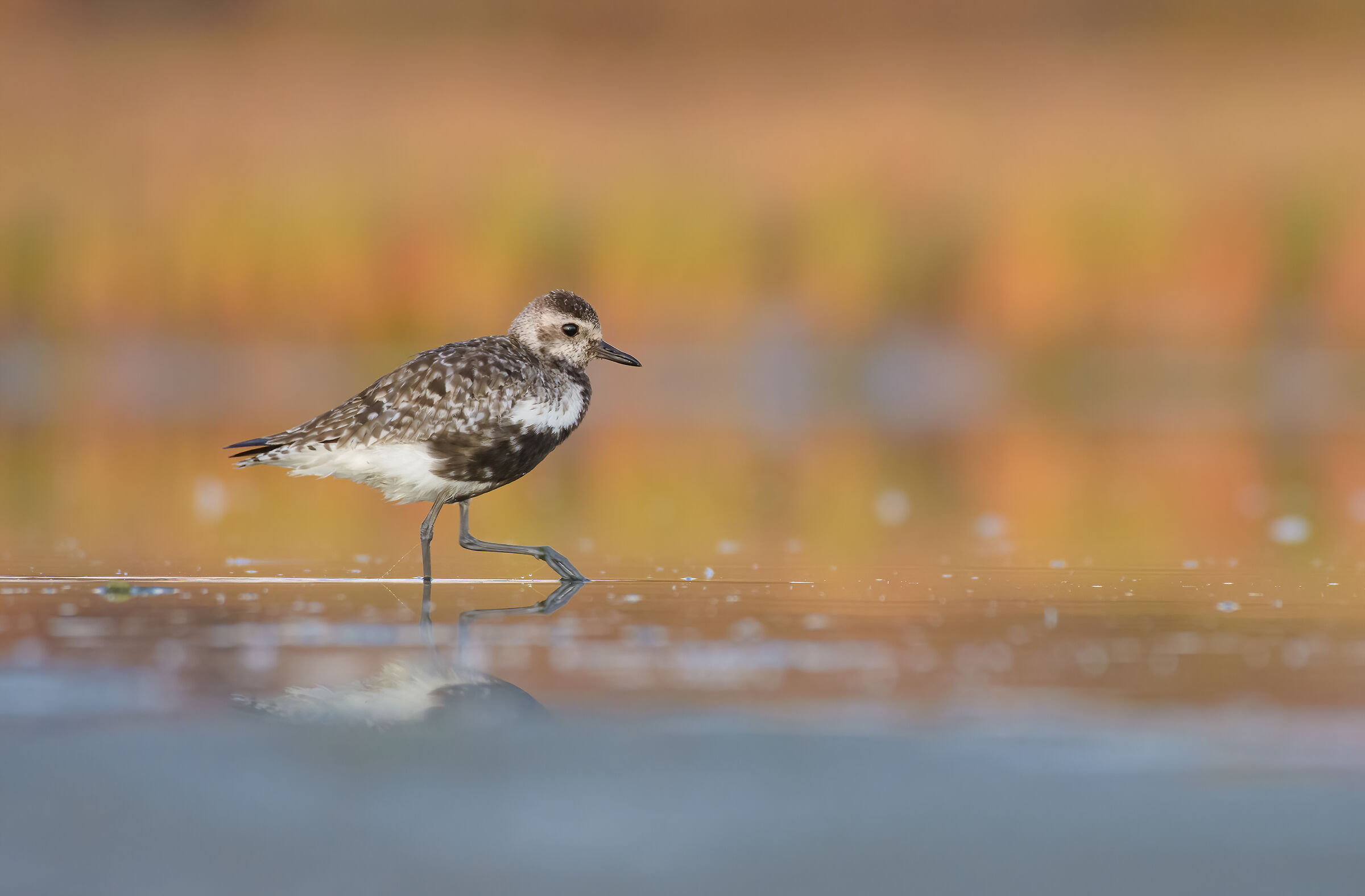 Plover at dawn