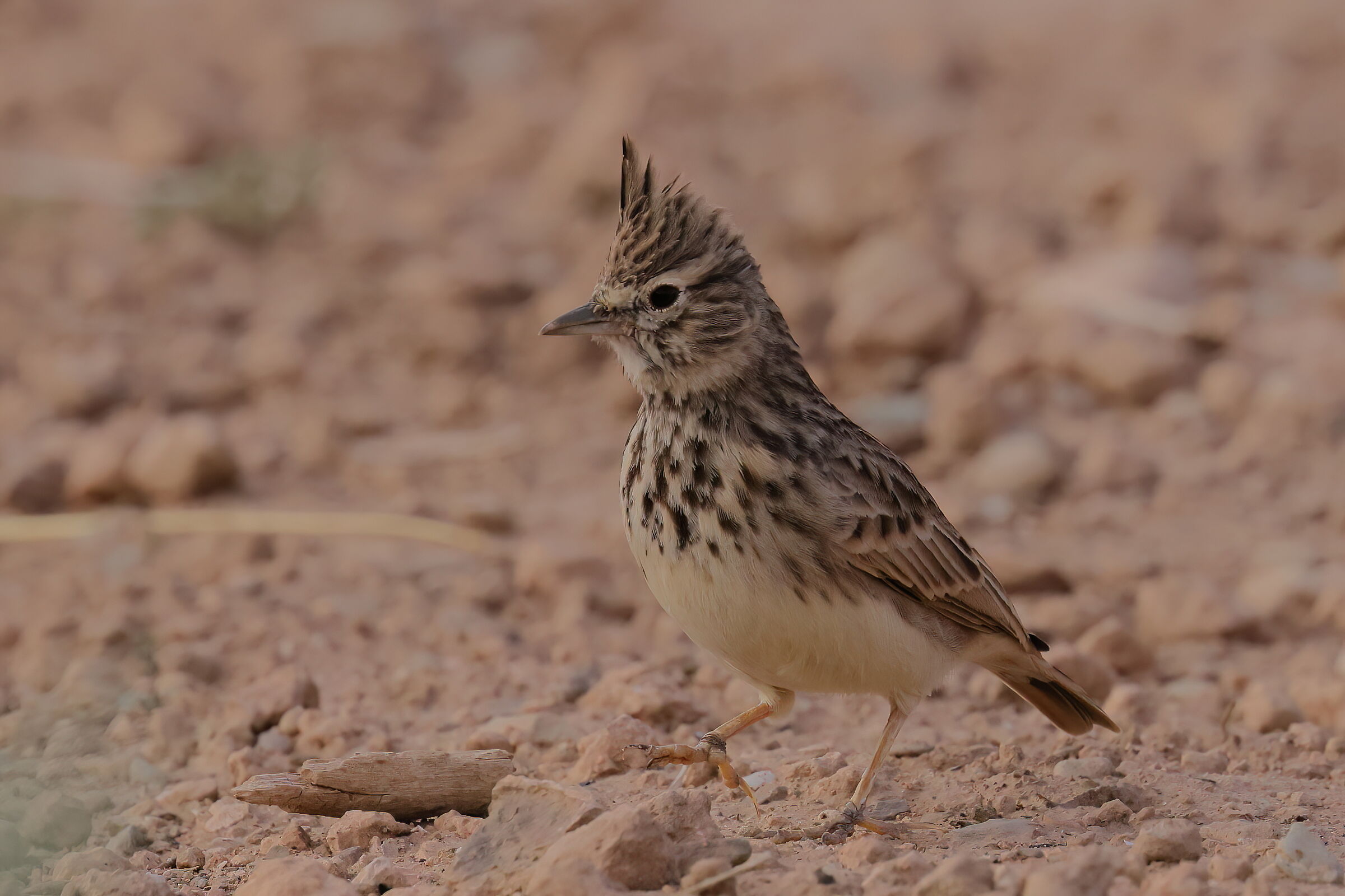 Crested lark