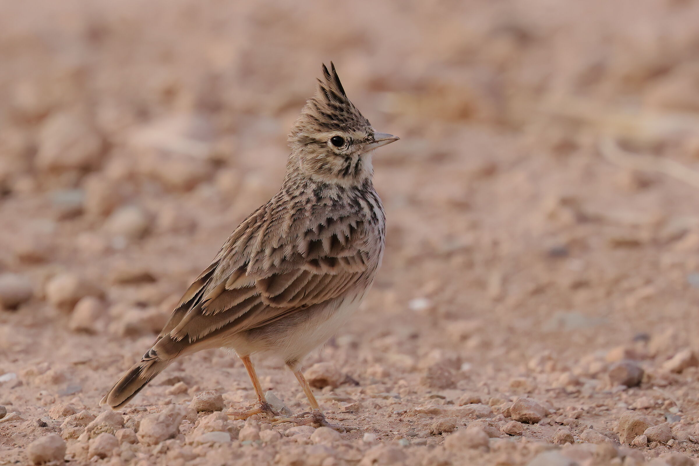 Crested lark