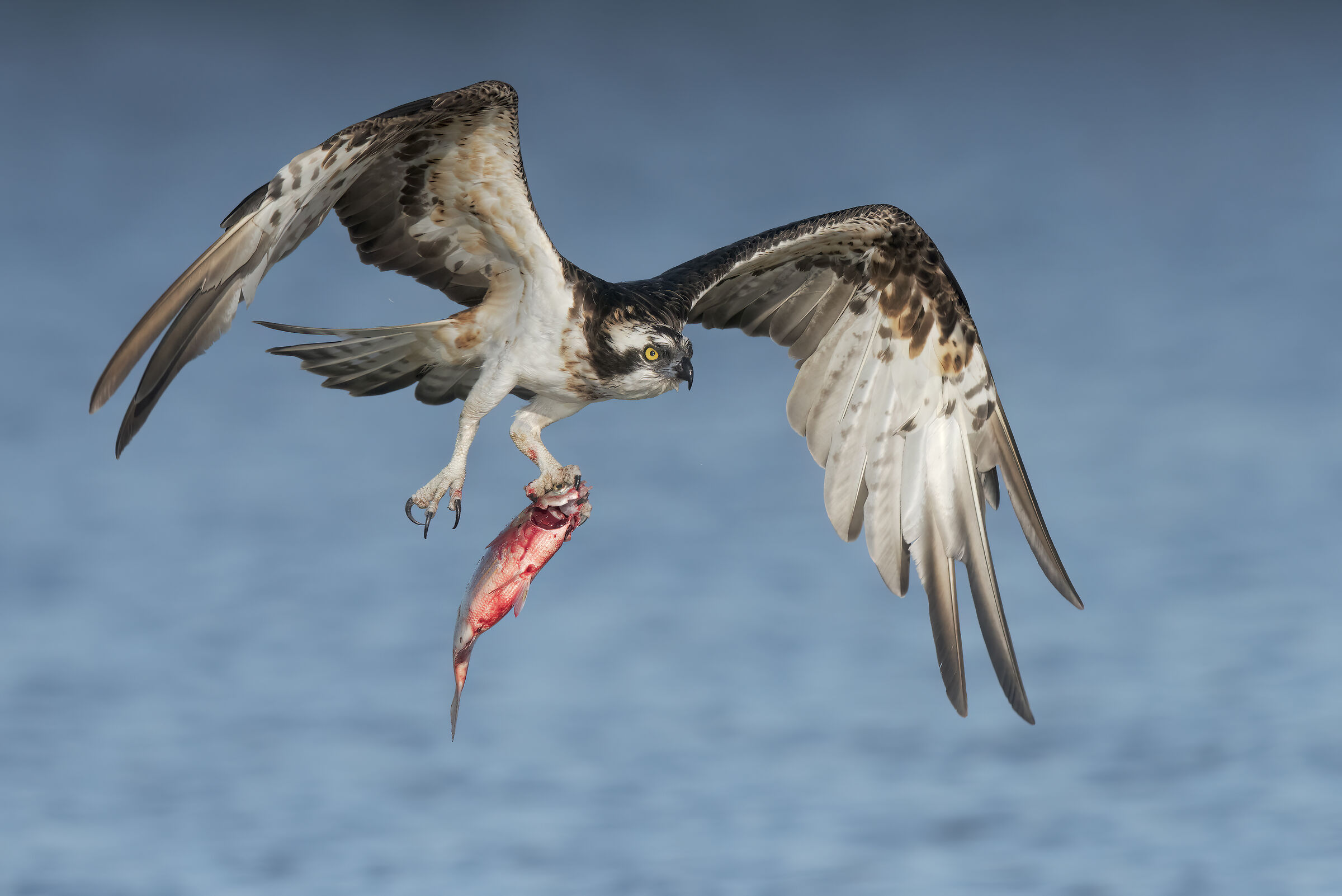 il pescatore e la salpa_2