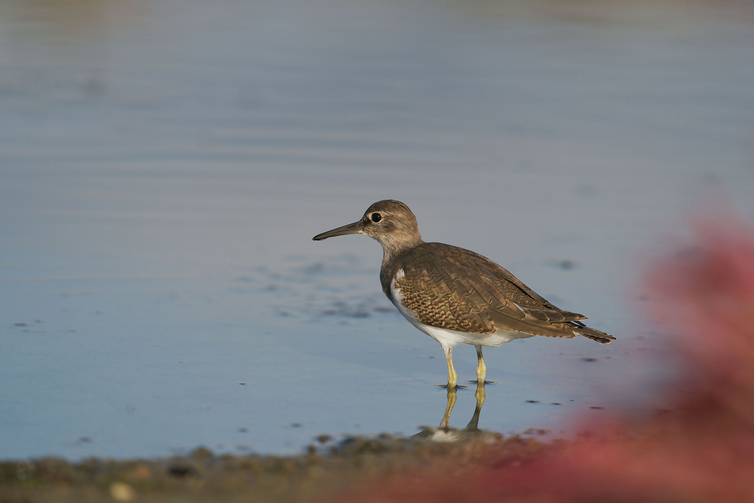 Sandpiper small sandpiper