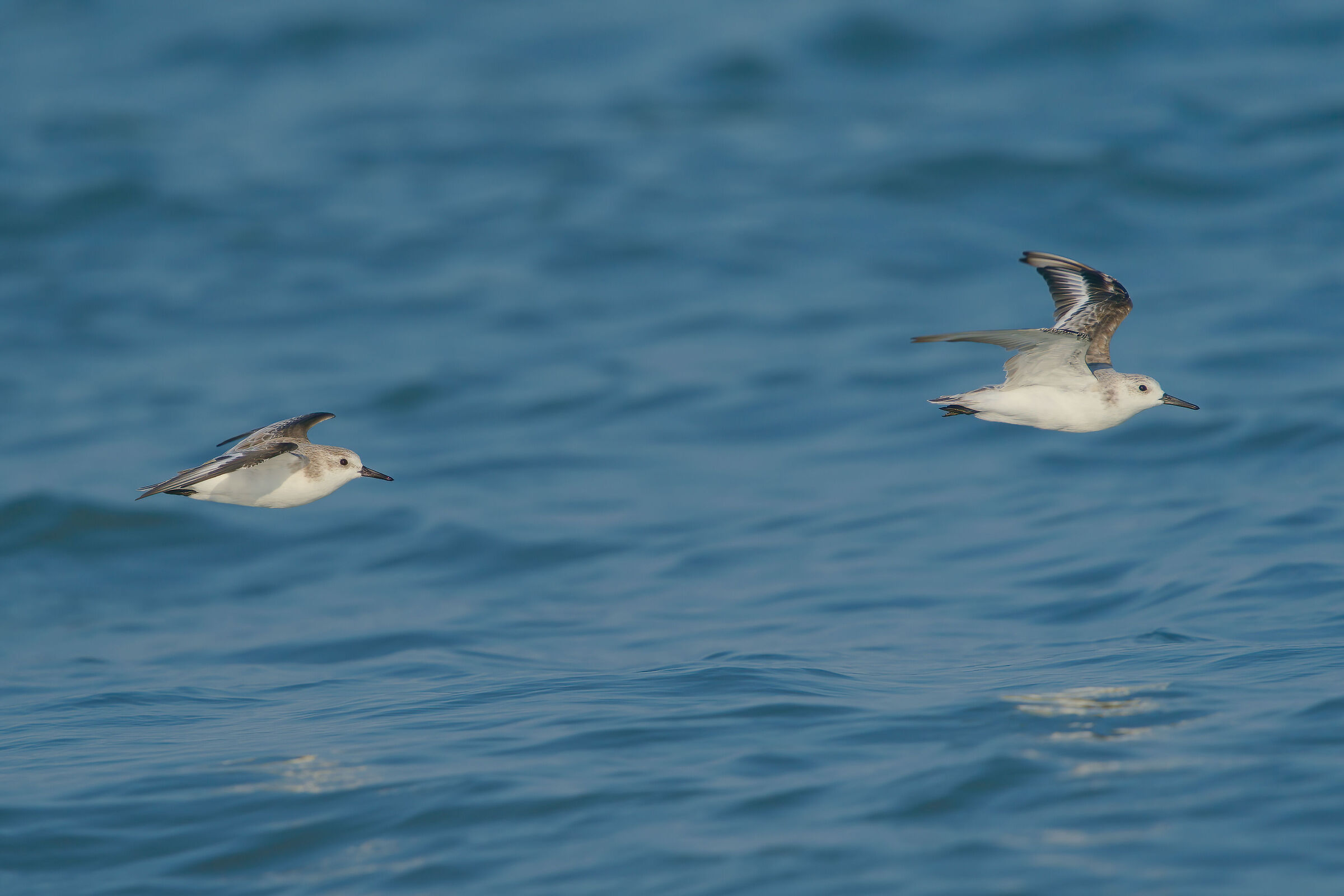 Three-toed sandpiper