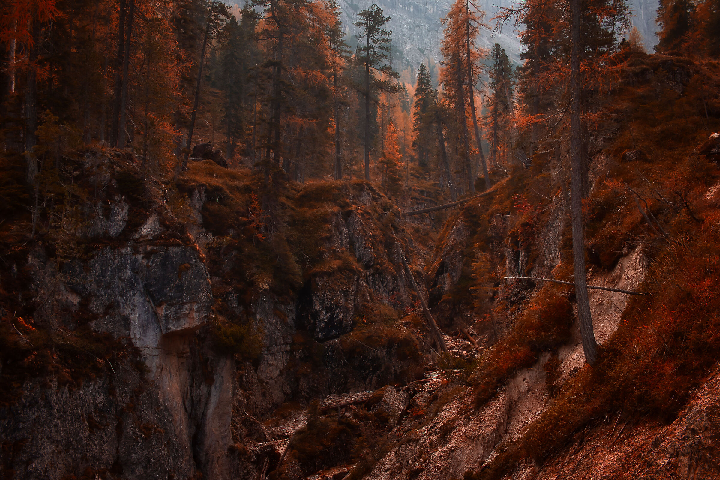 Enchanted Forest Autumn