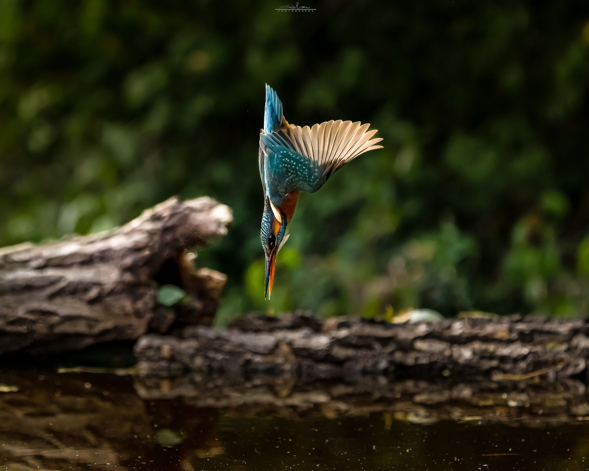 The dive