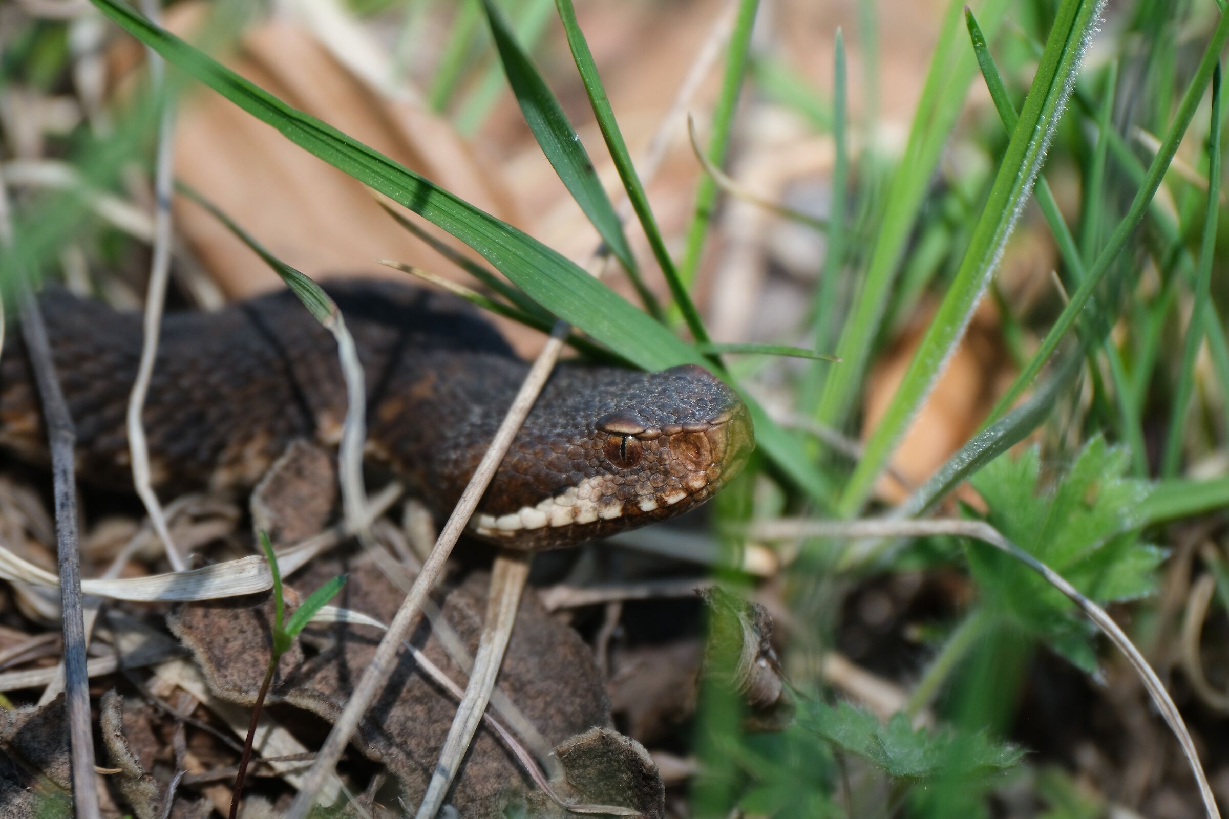 Viper Aspis francisciredi