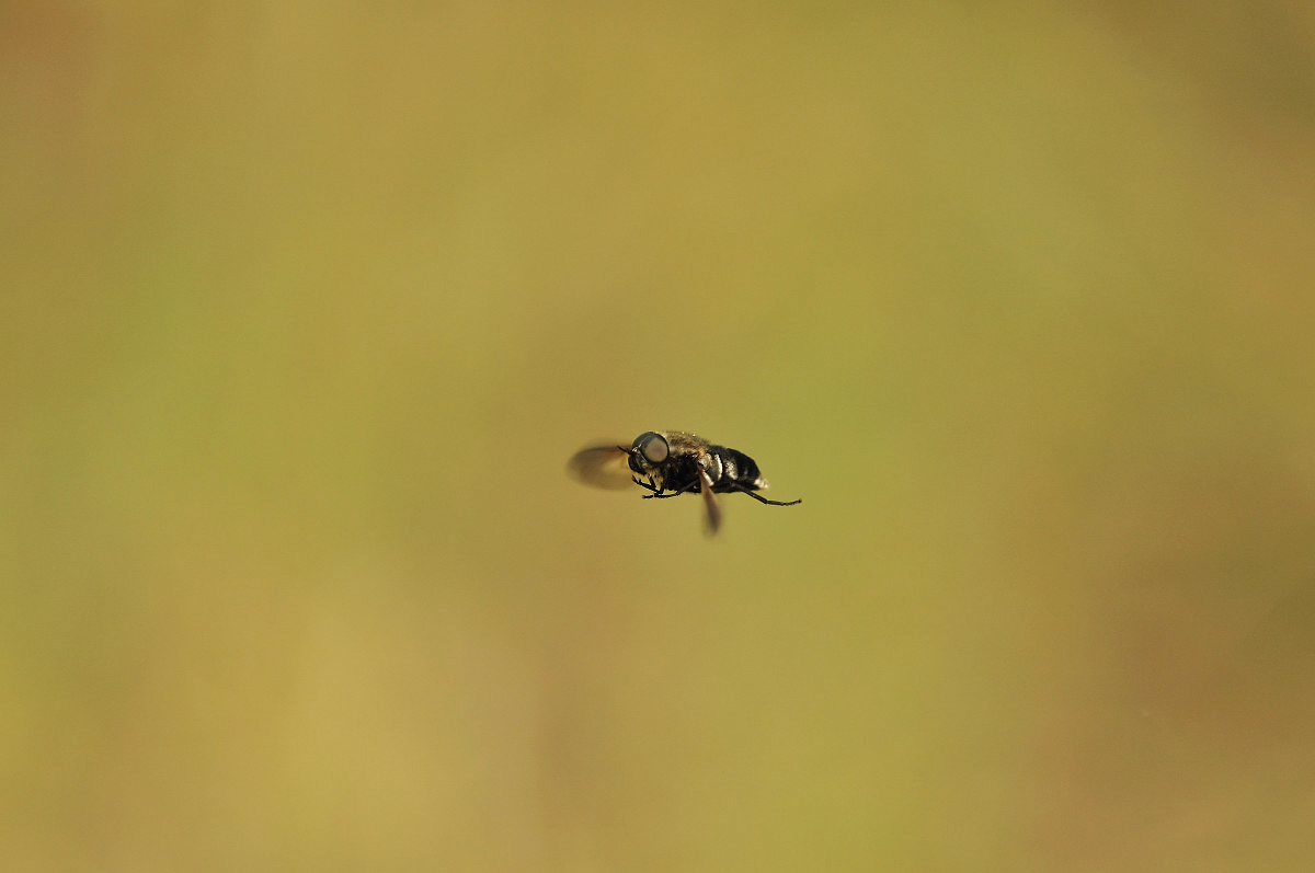 Mosca in volo