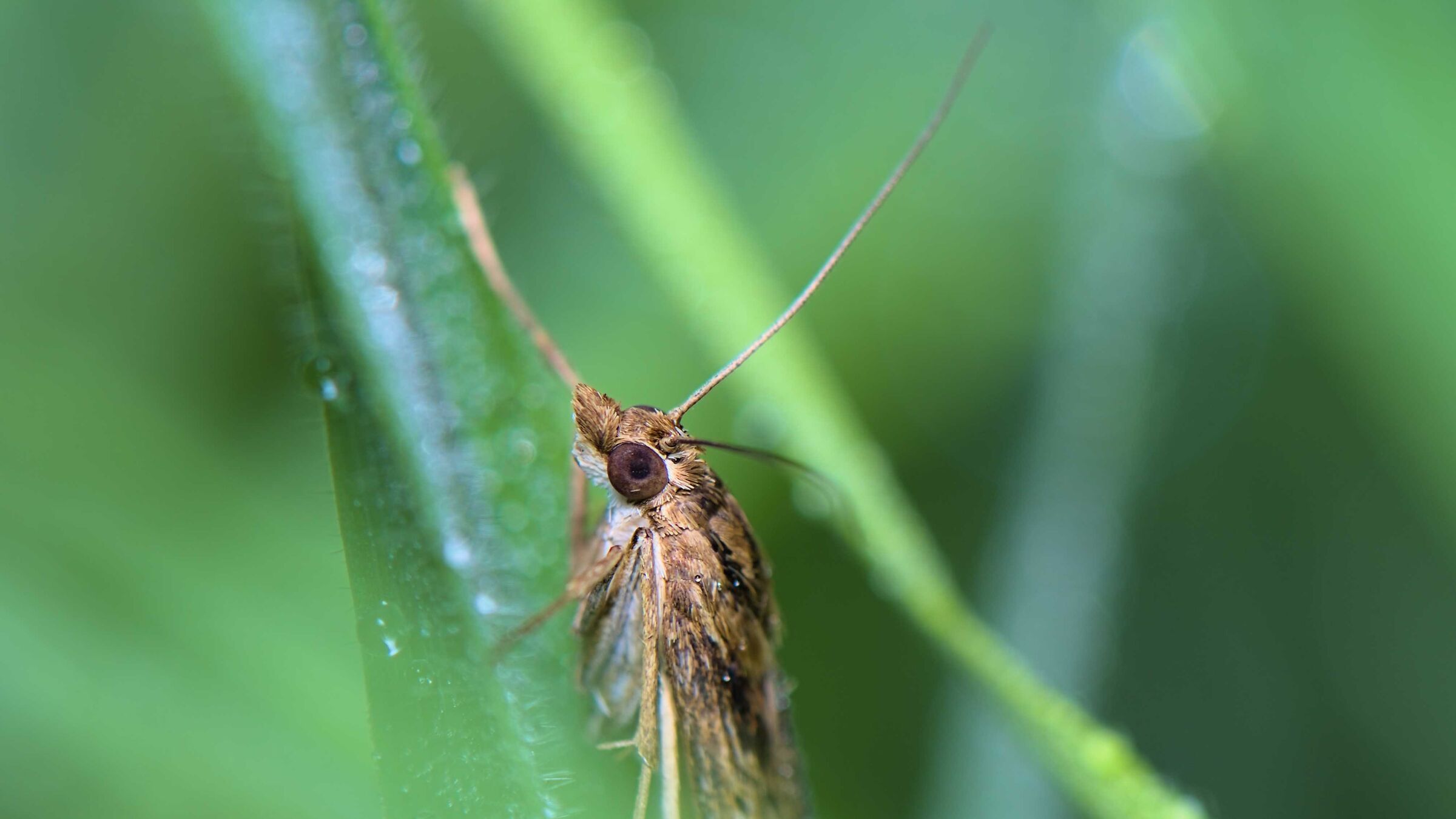 Piralide dell'erba medica