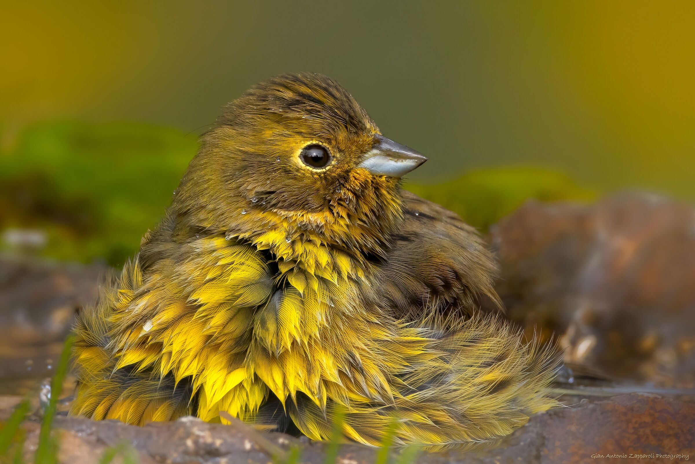 Zigolo giallo (Emberiza citrinella)