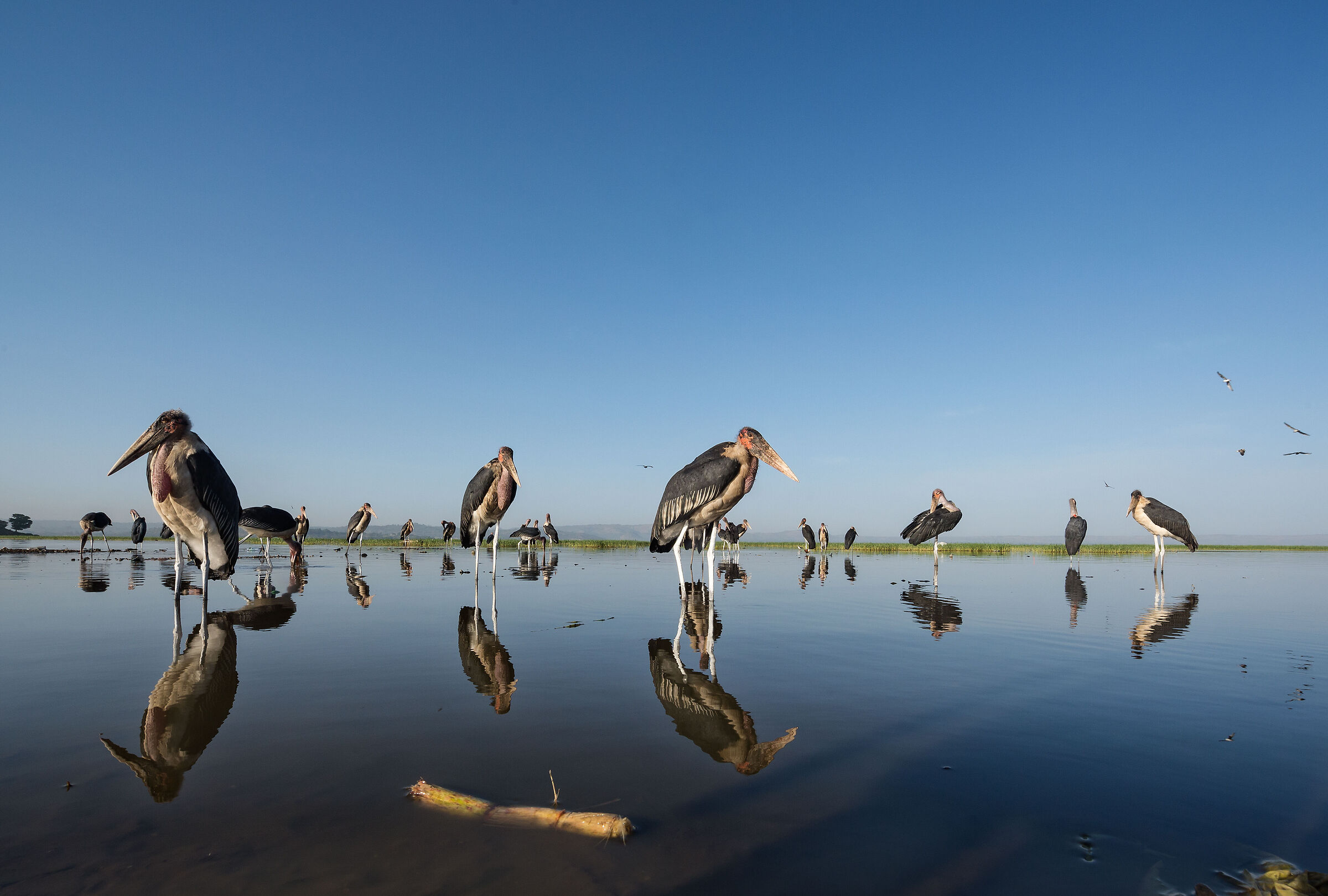 Marabù (Leptoptilos crumenifer), Marabou Storks