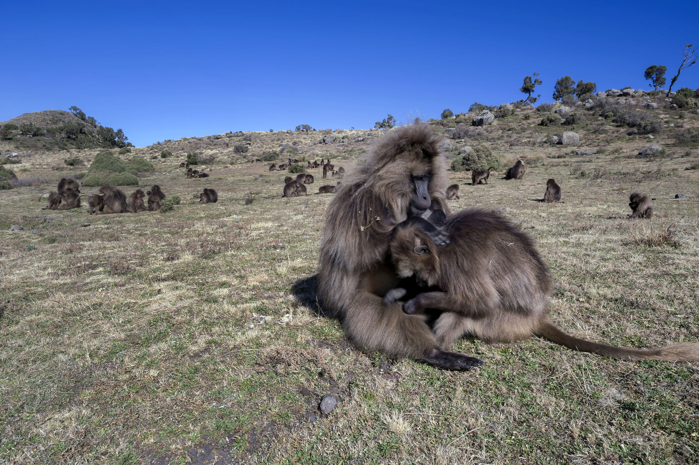 Babbuini Gelada (Theropithecus gelada), Gelada Baboons