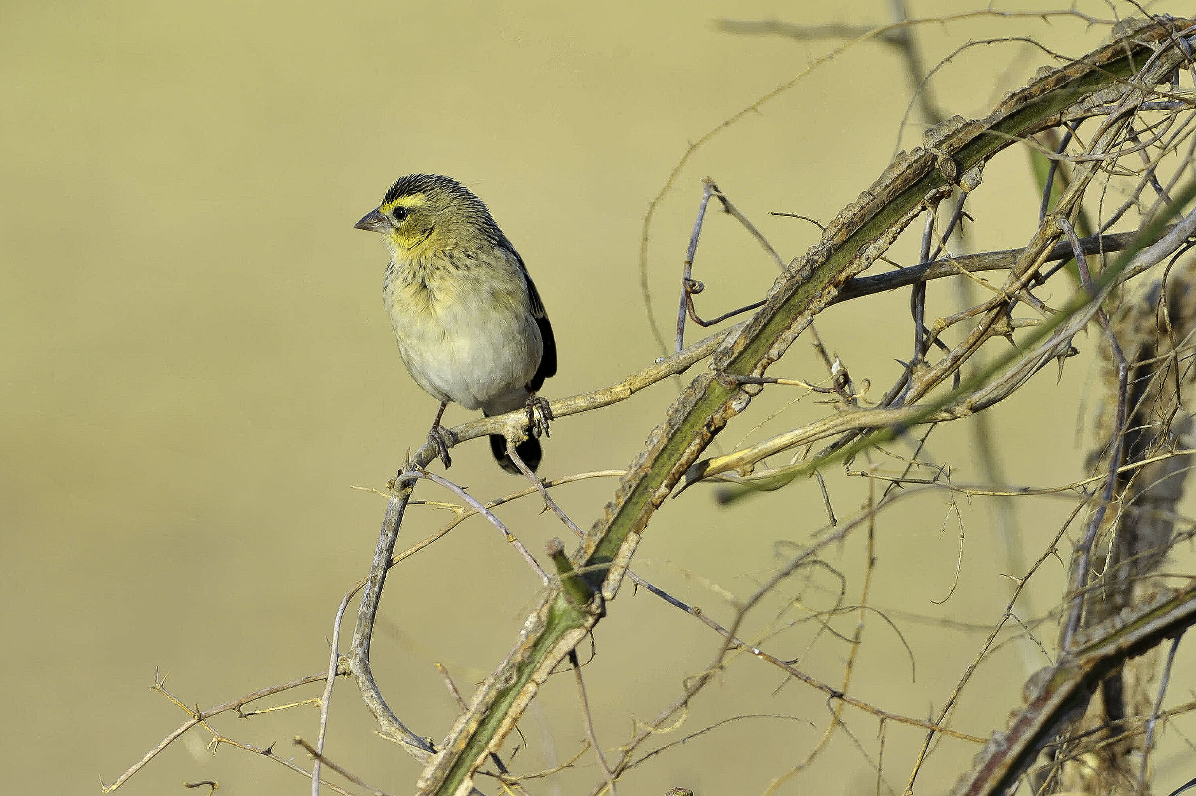 Canarino solforato (Crithagra sulphurata)