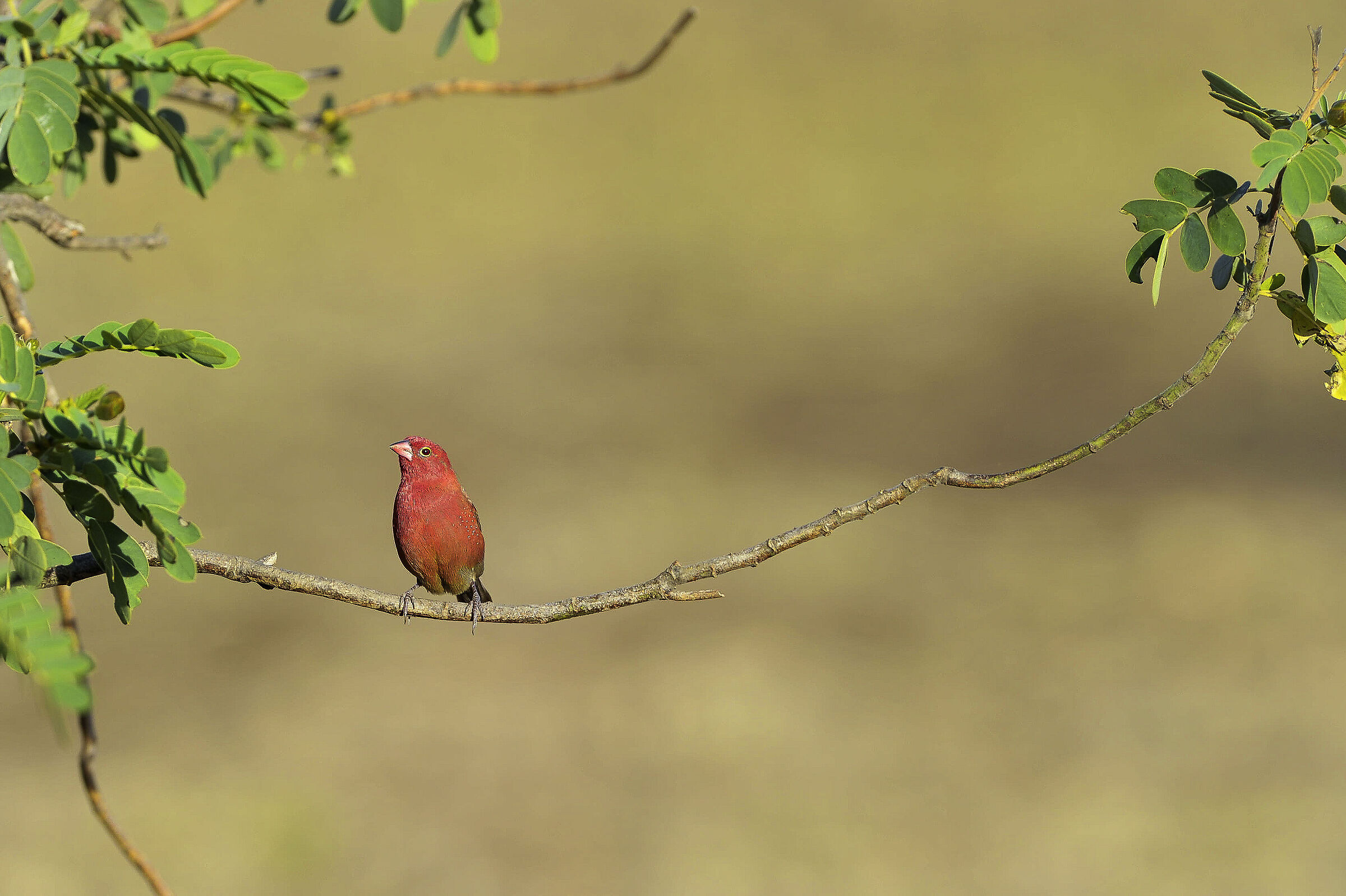 Fringuello di fuoco (Lagonosticta senegala)