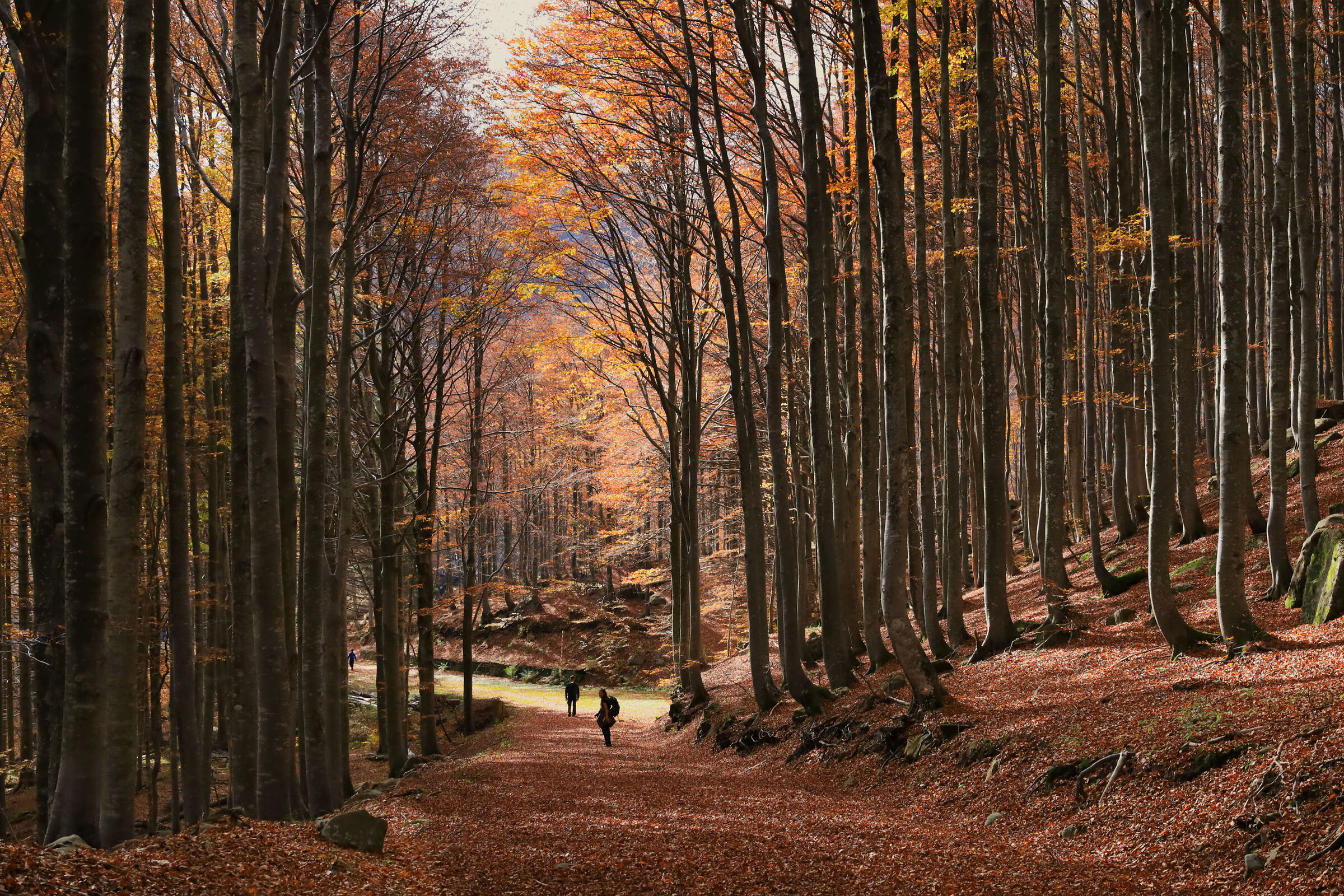 Foliage in Appennino