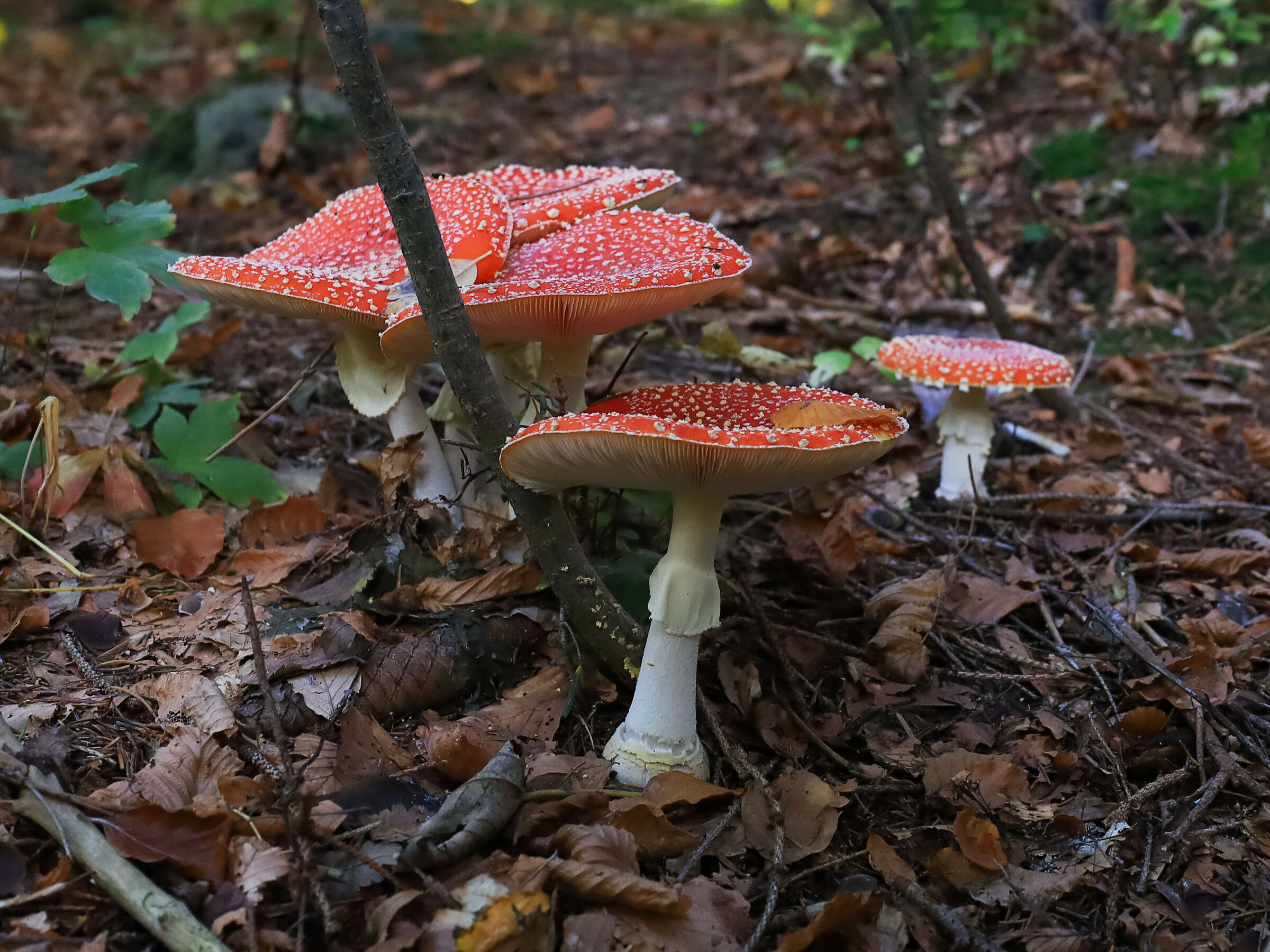 ritratto di famiglia