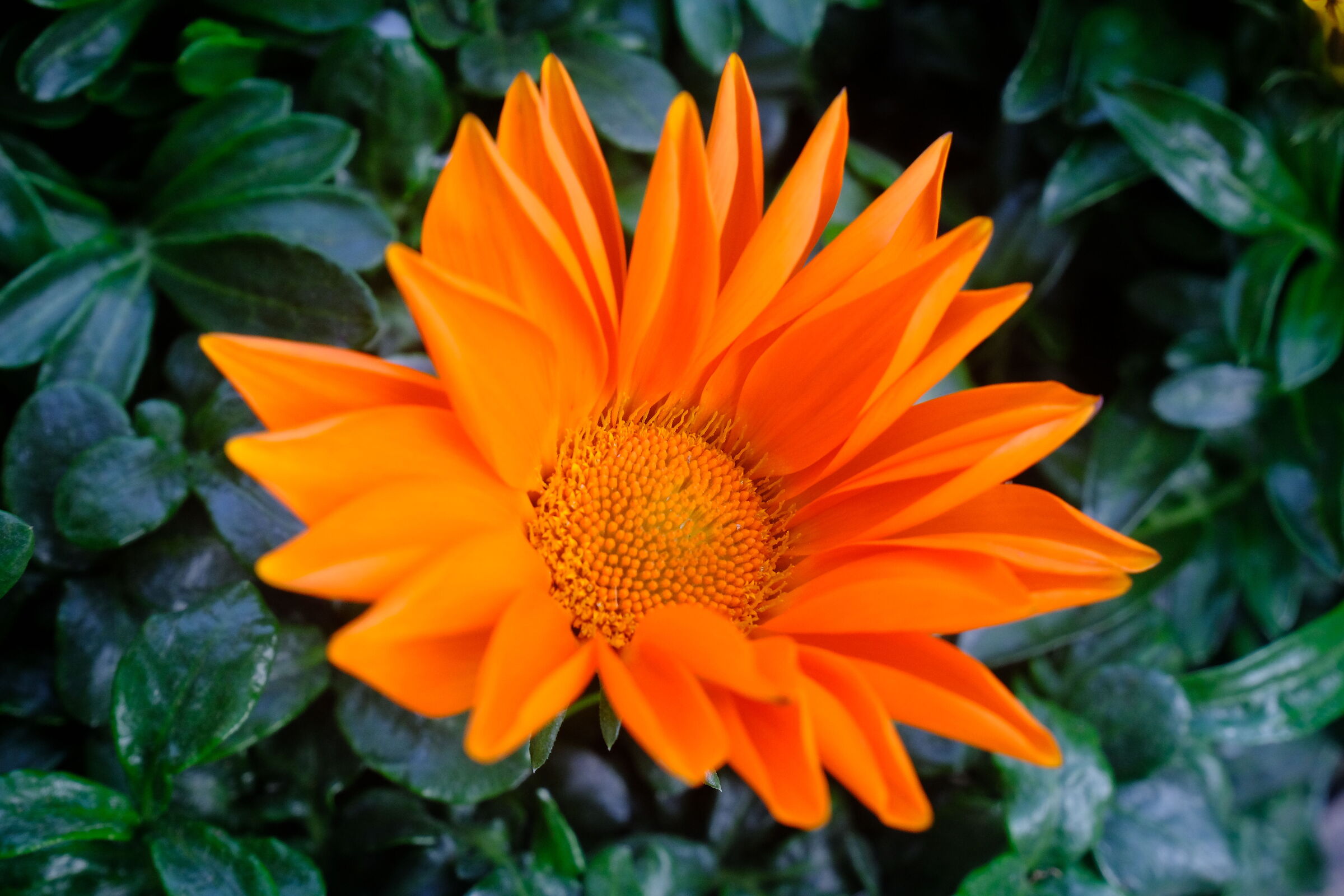 Passeggiando tra i fiori 2