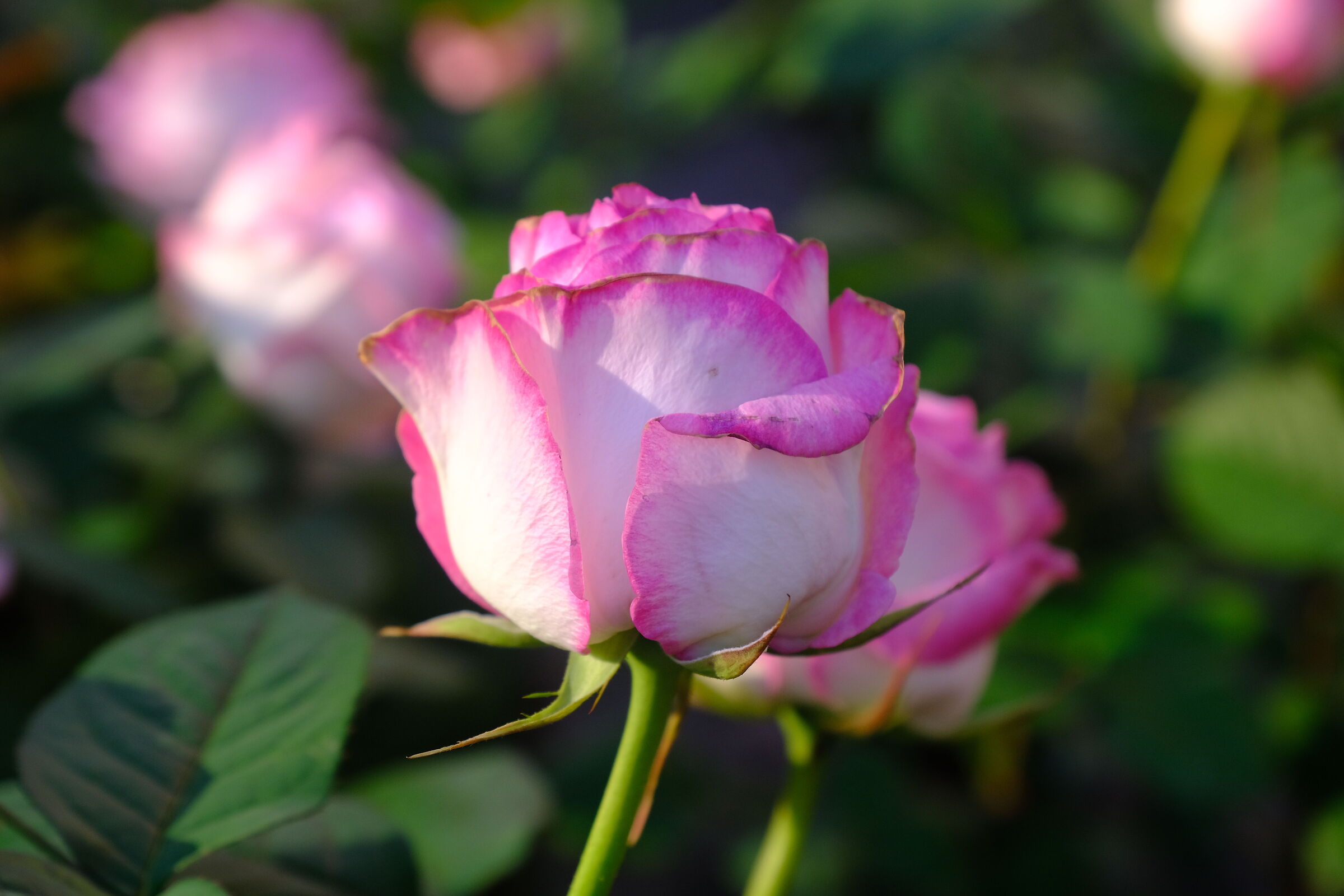 Passeggiando tra i fiori 3