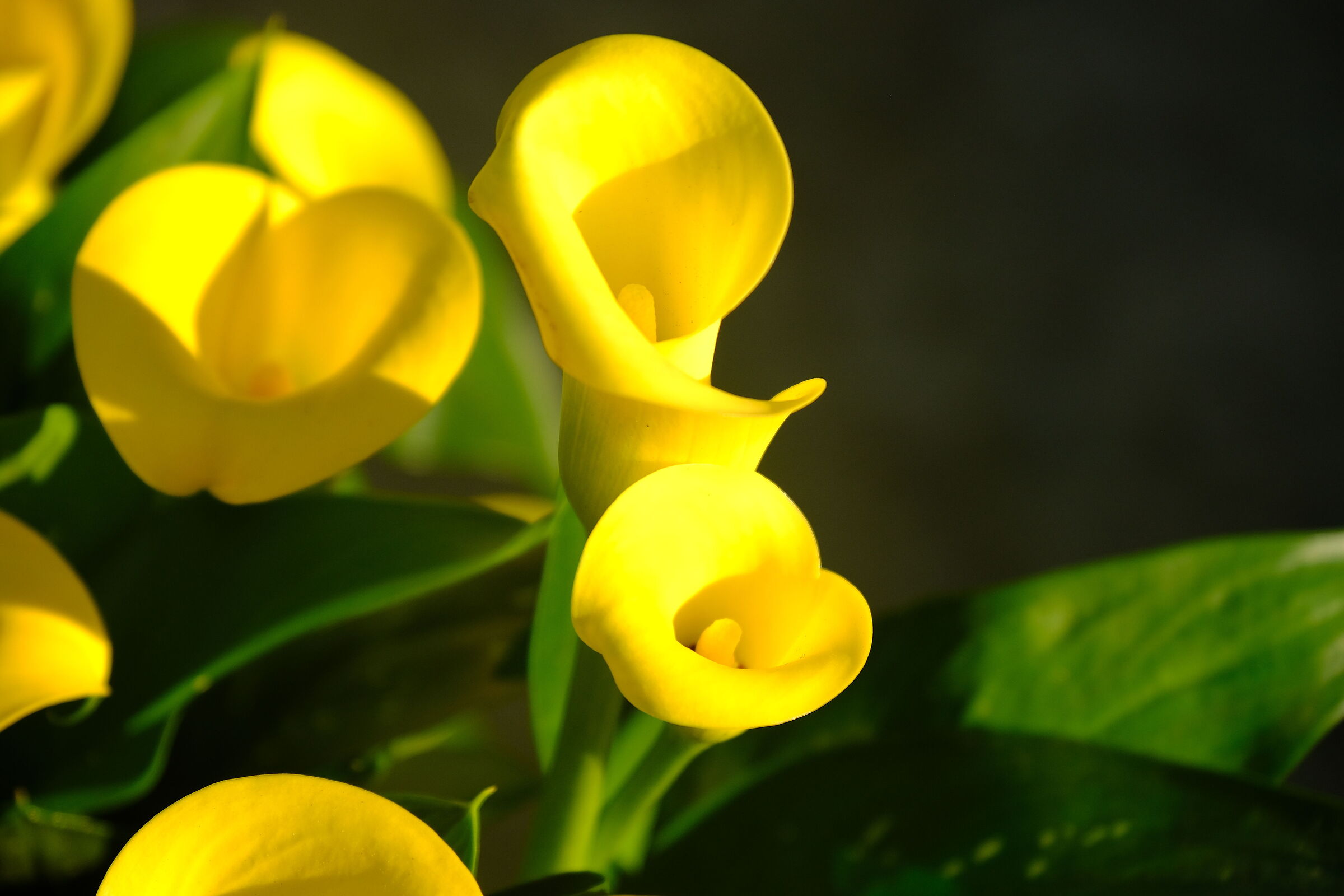 Passeggiando tra i fiori 4