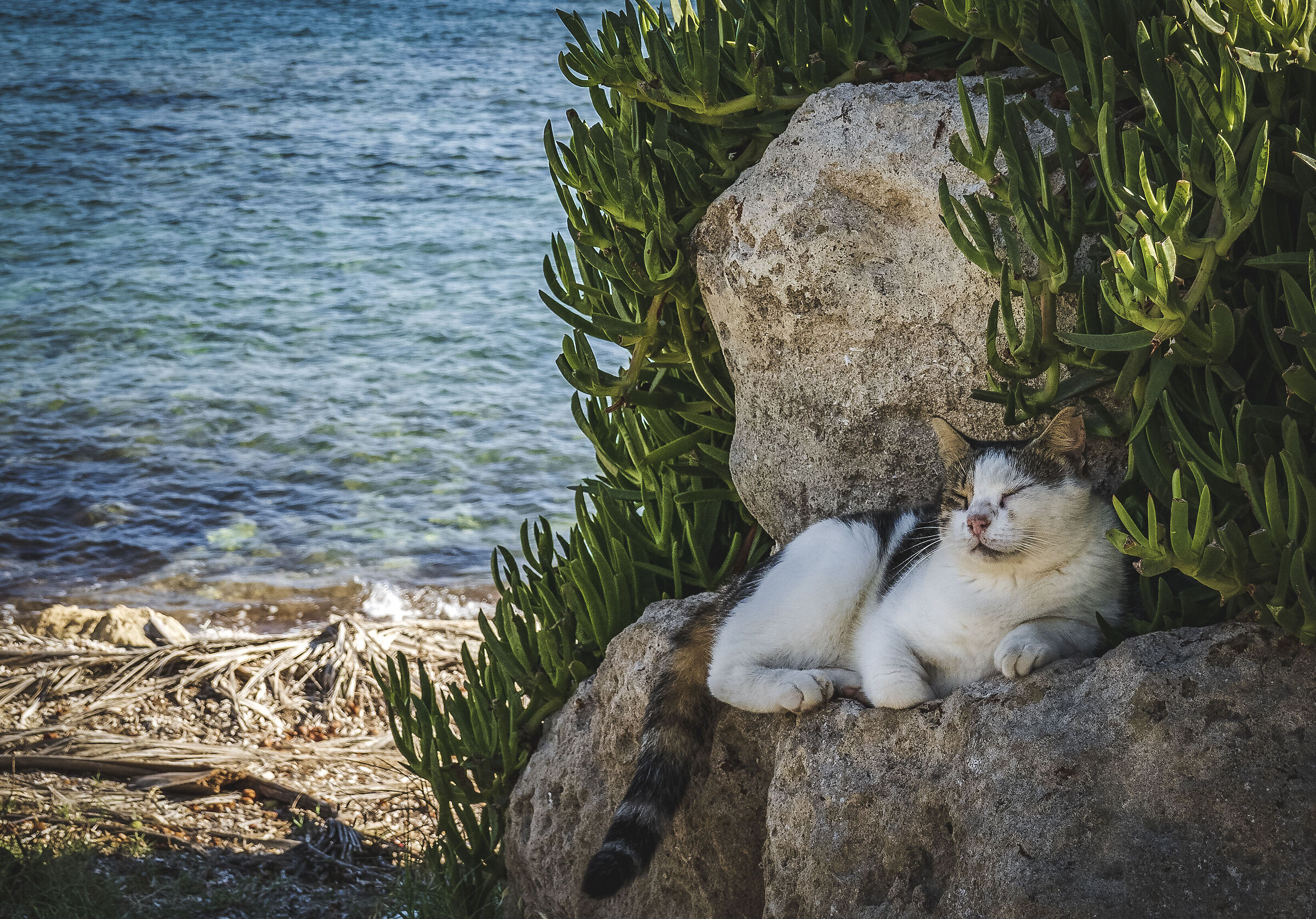 Cypriot cat :-)