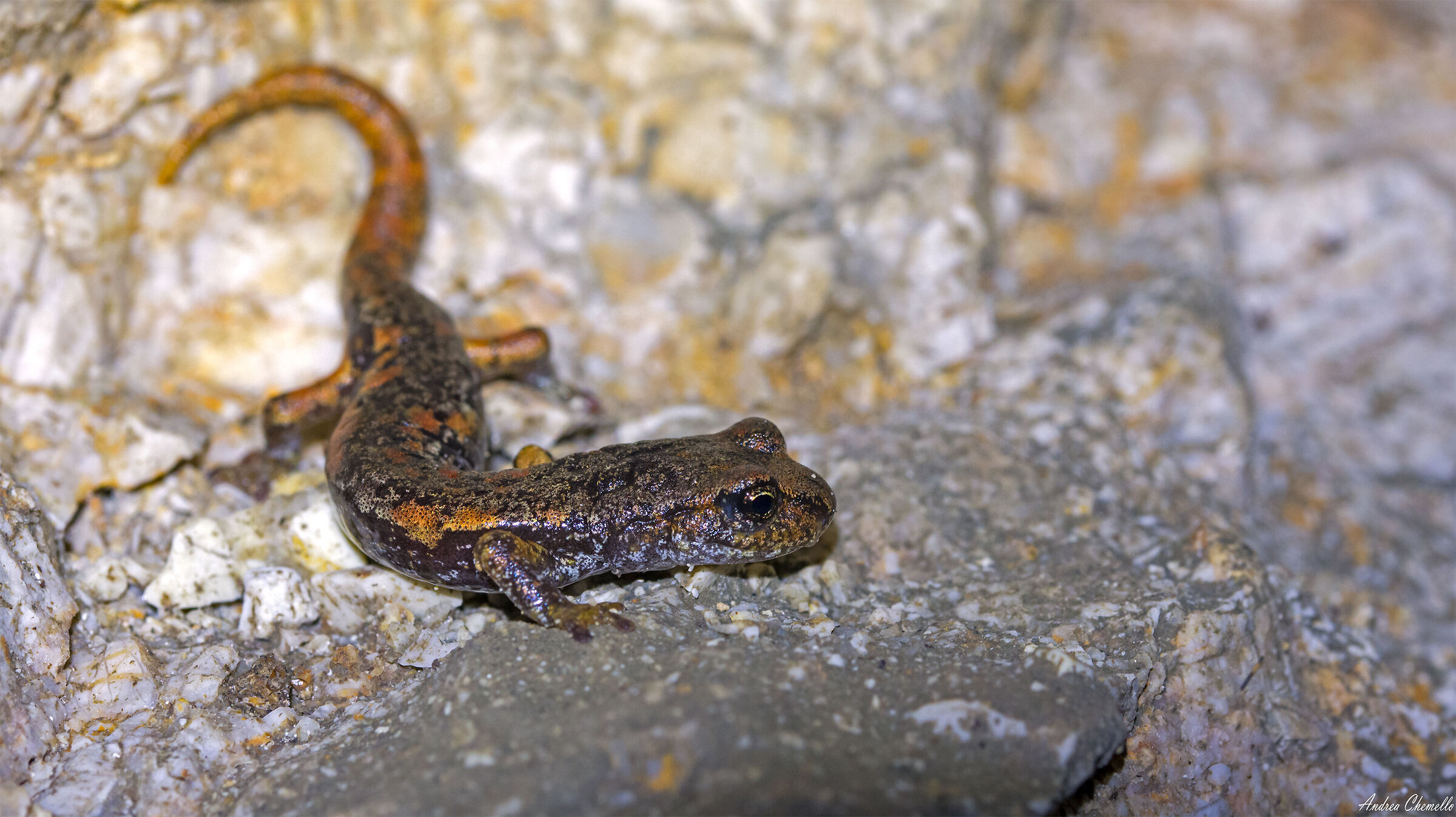 Italian geotriton (Hydromantes italicus)