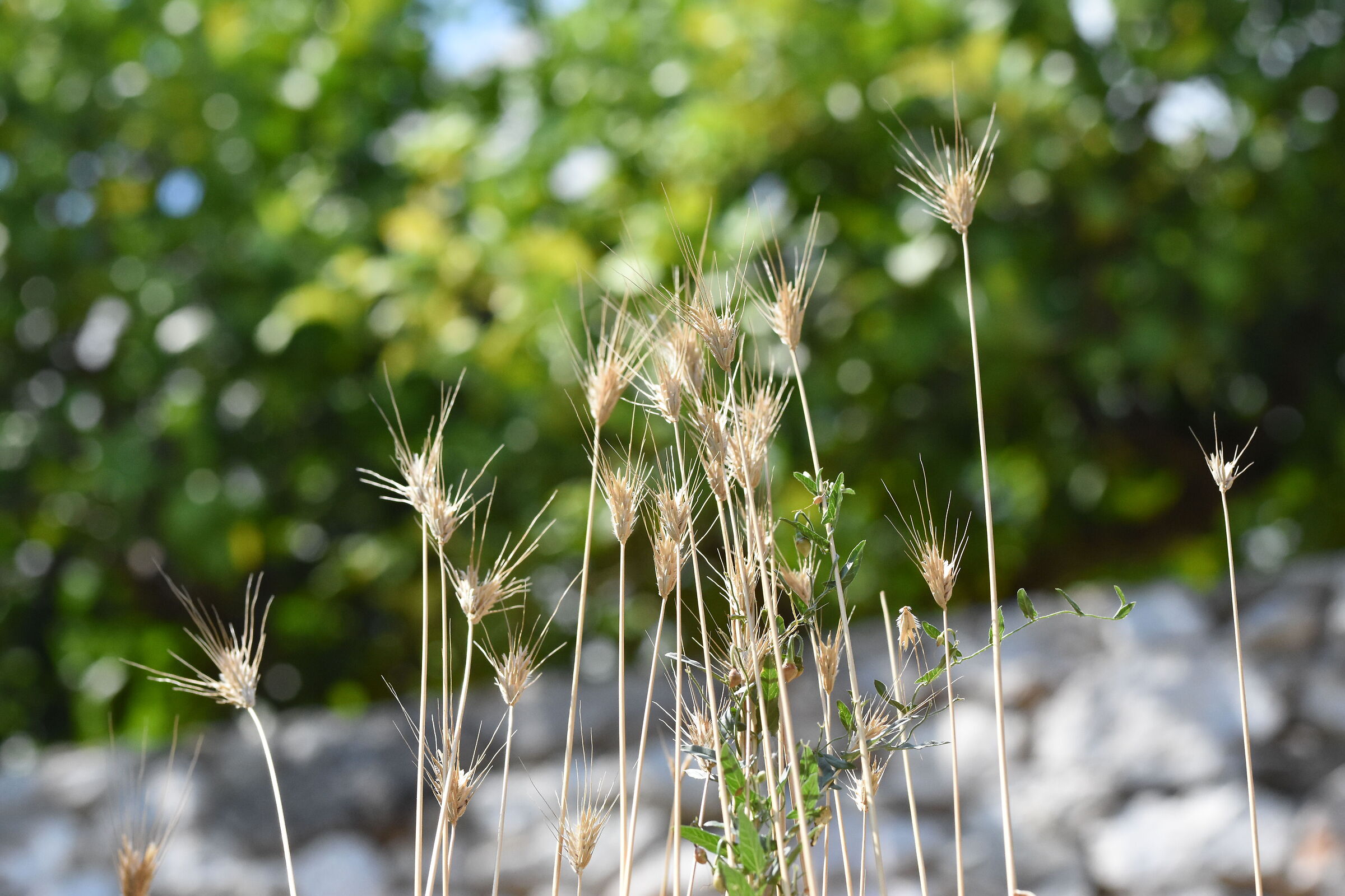 " 1/ 8. 0 0 0 " , F. 4.8, ISO 2.0 0 0- Sigma 85, 1...