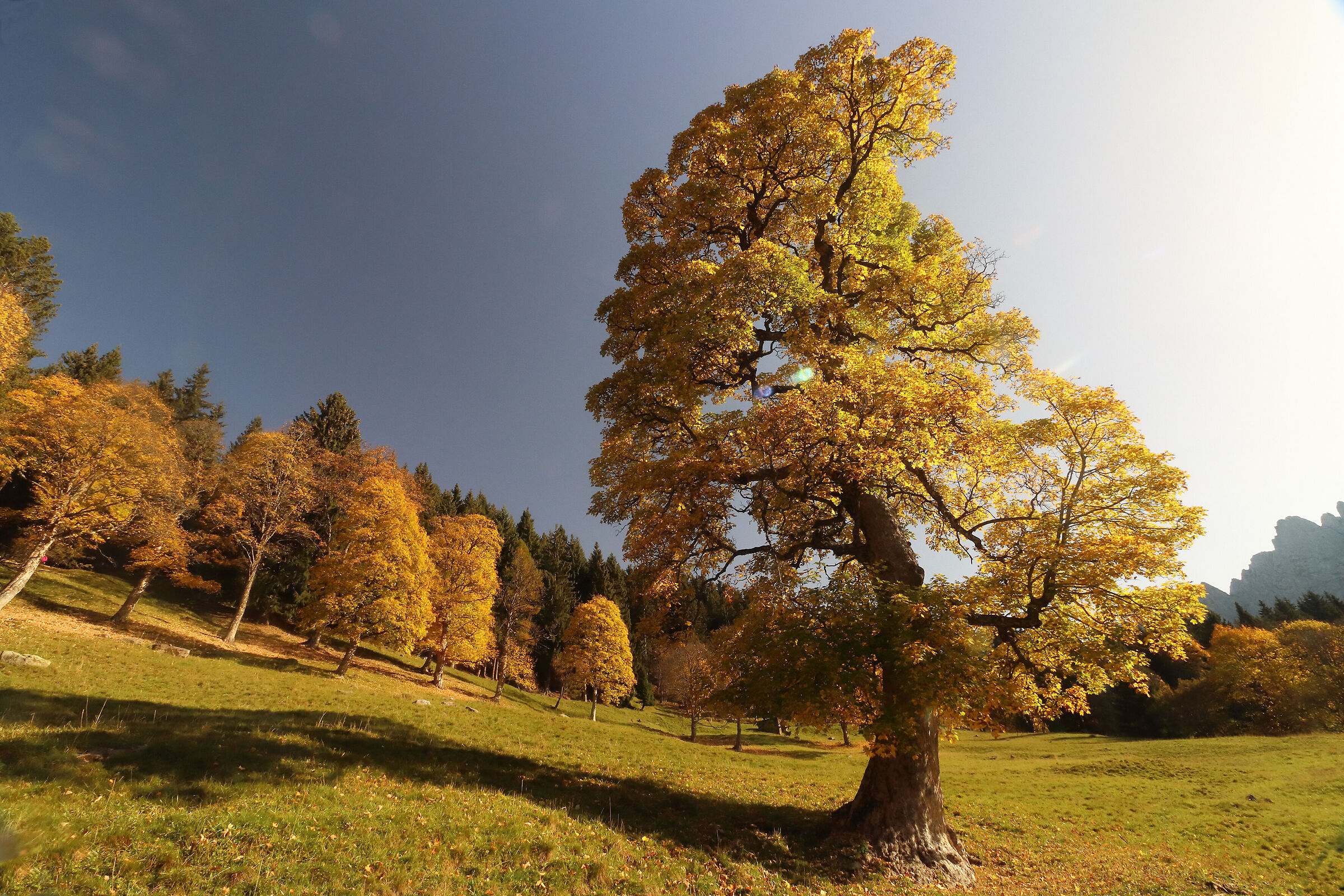 gli aceri dei Campelli