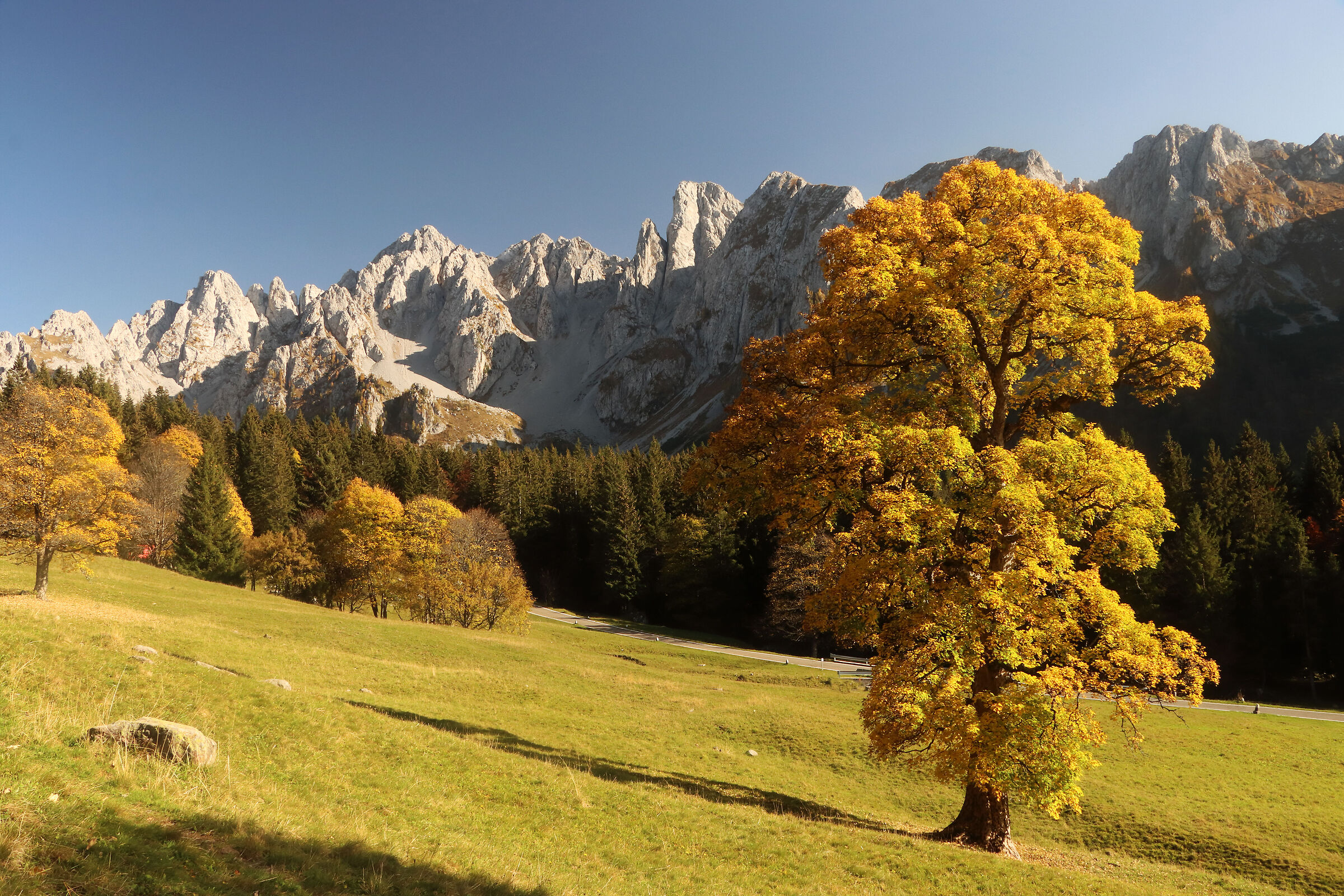 Campelli and Cimone della Bagozza