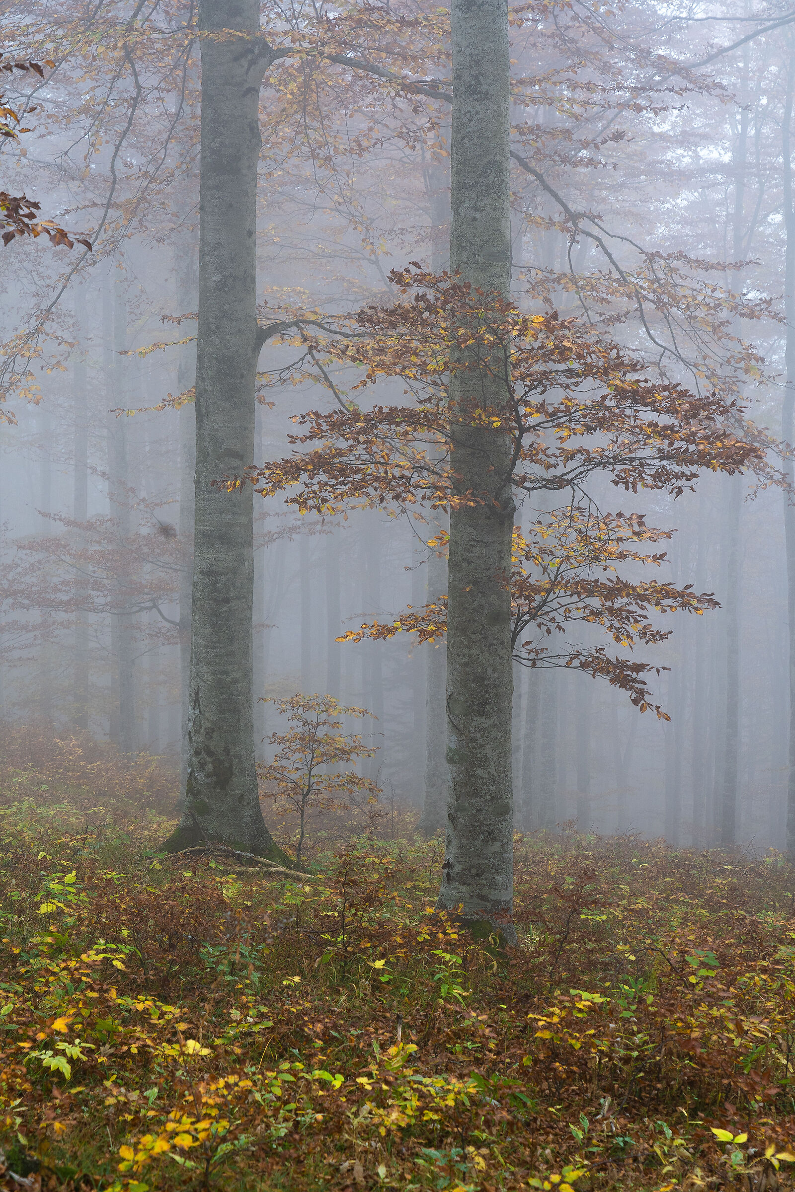 Fog on the beech trees of Cansiglio