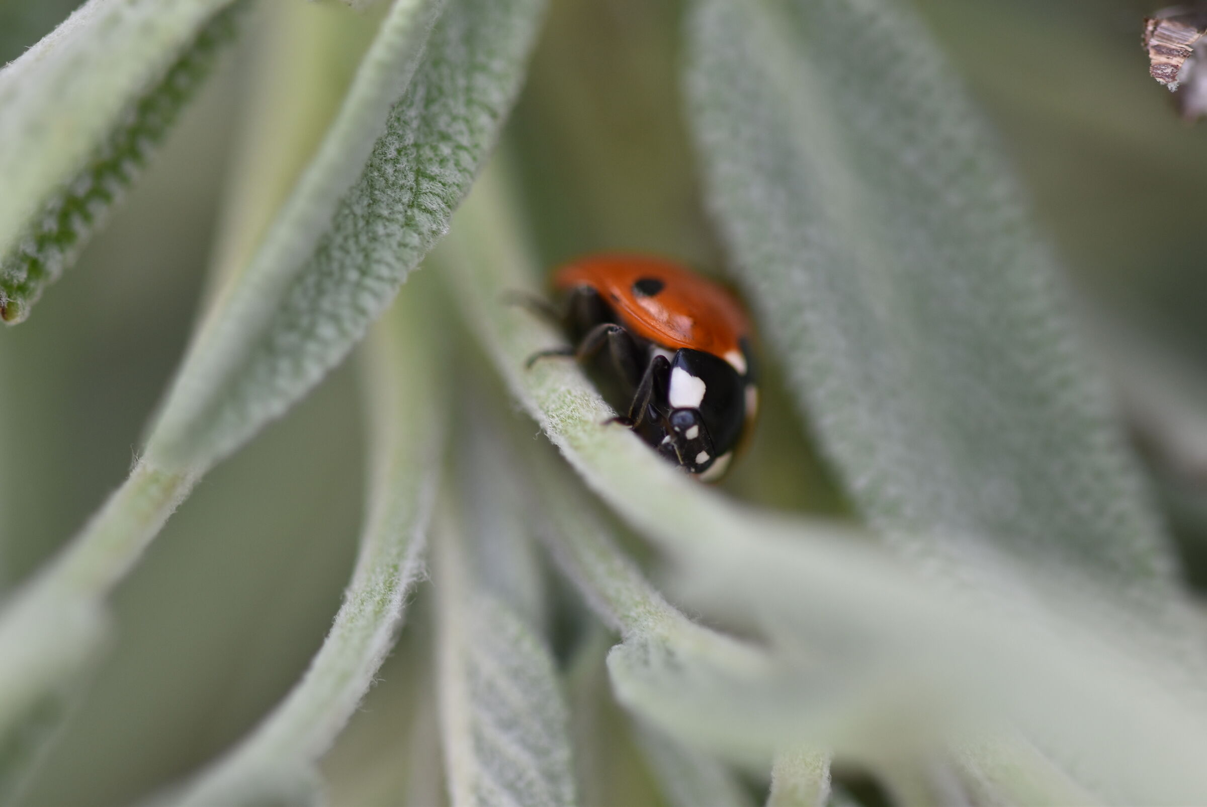 ladybug