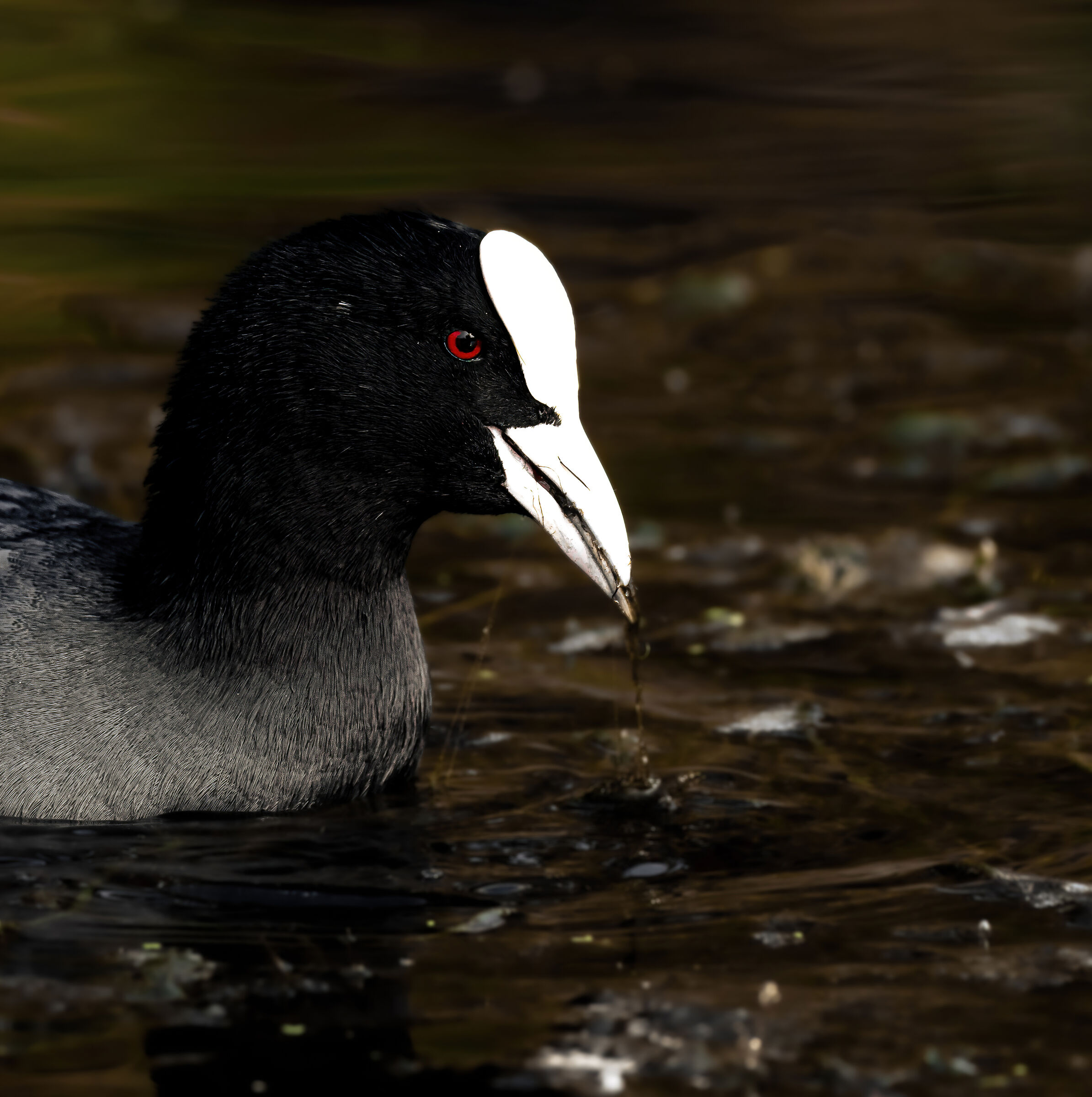 Coot