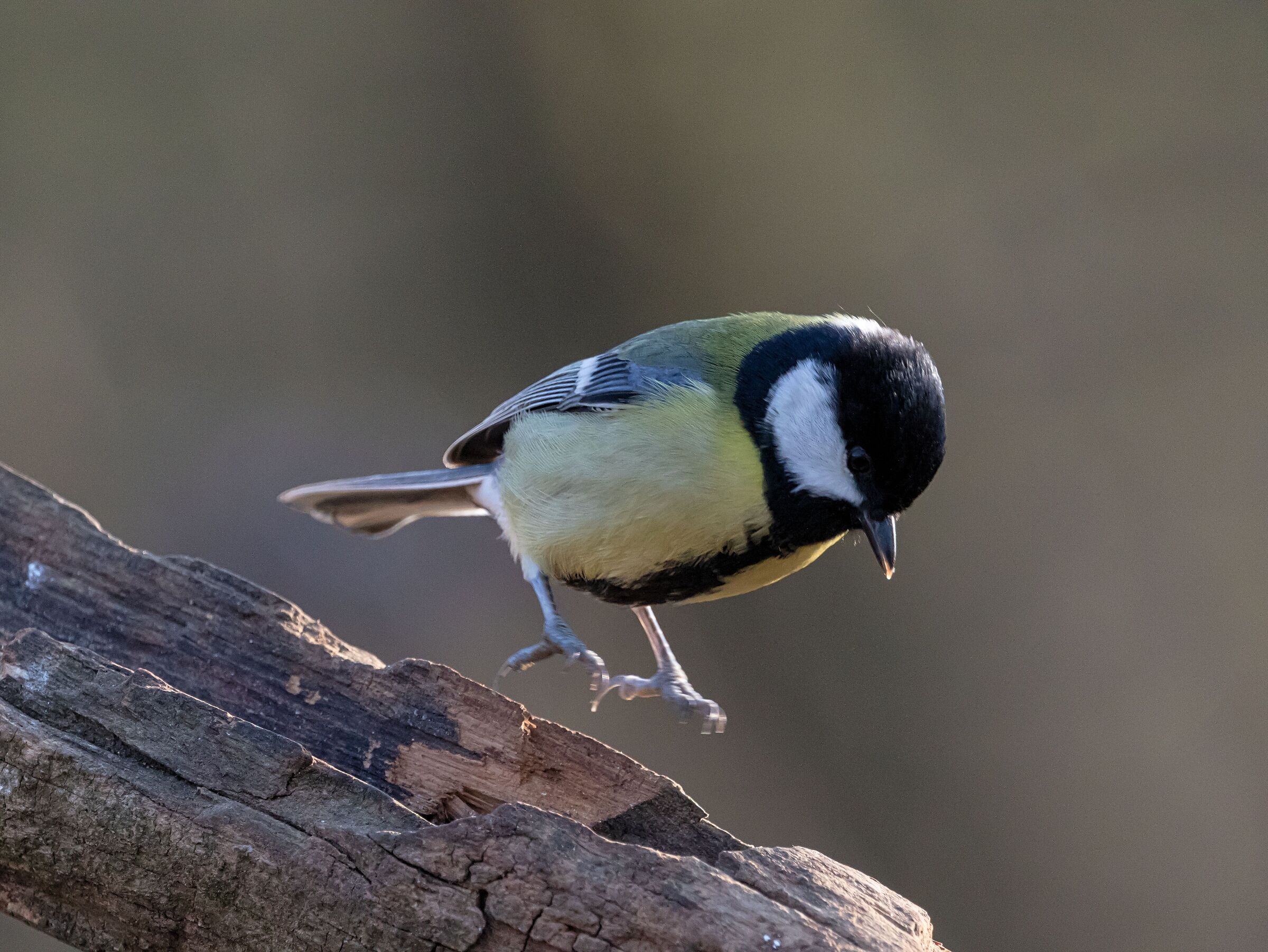 Cingiaallgra on the manger Oasi Lipu 31/01/2022