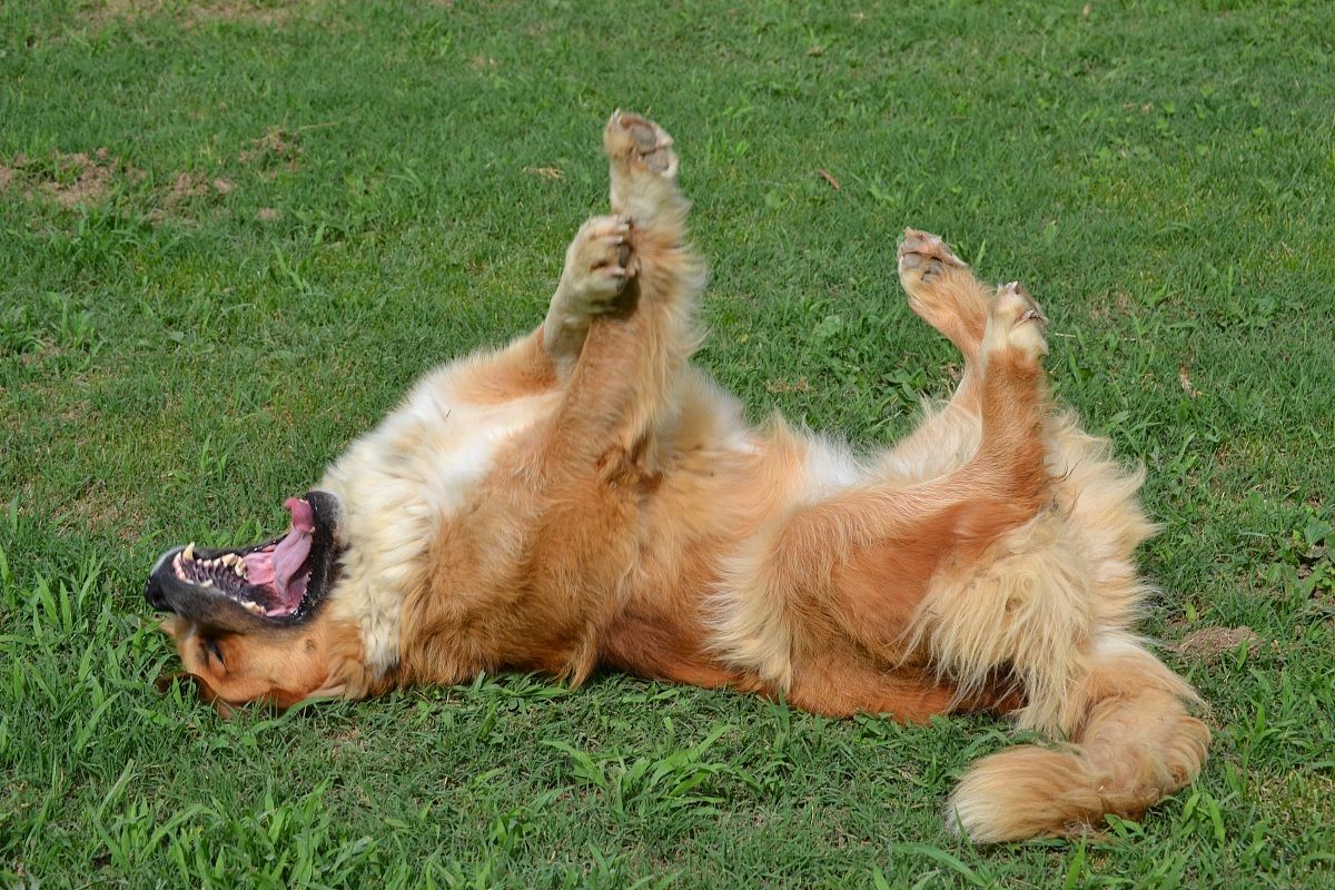 I Wanna Be a Rock Star!