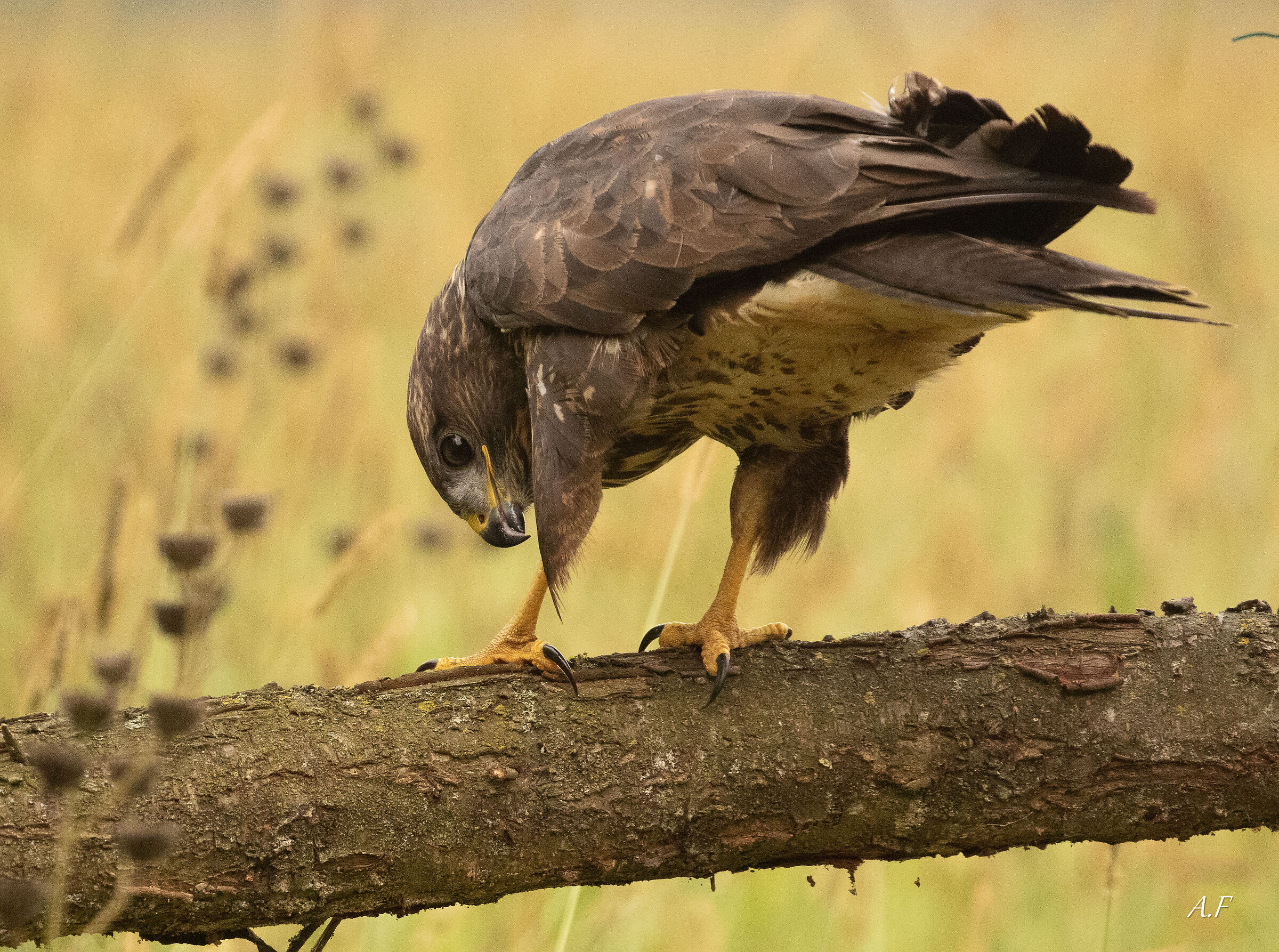 Buzzard
