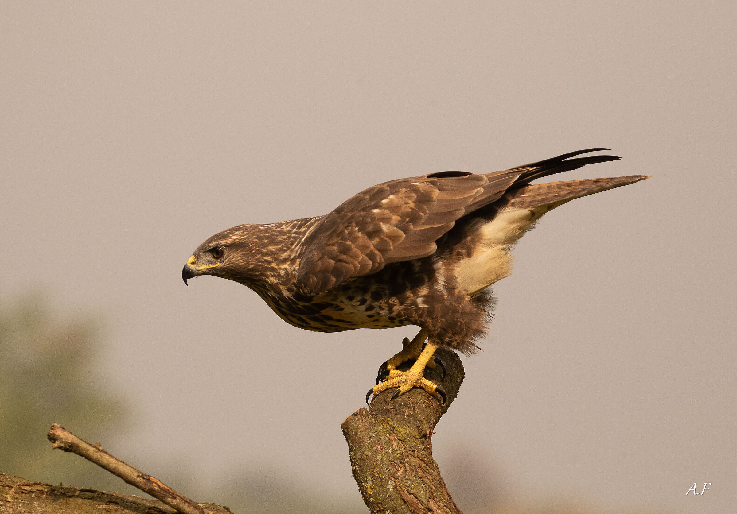 Buzzard